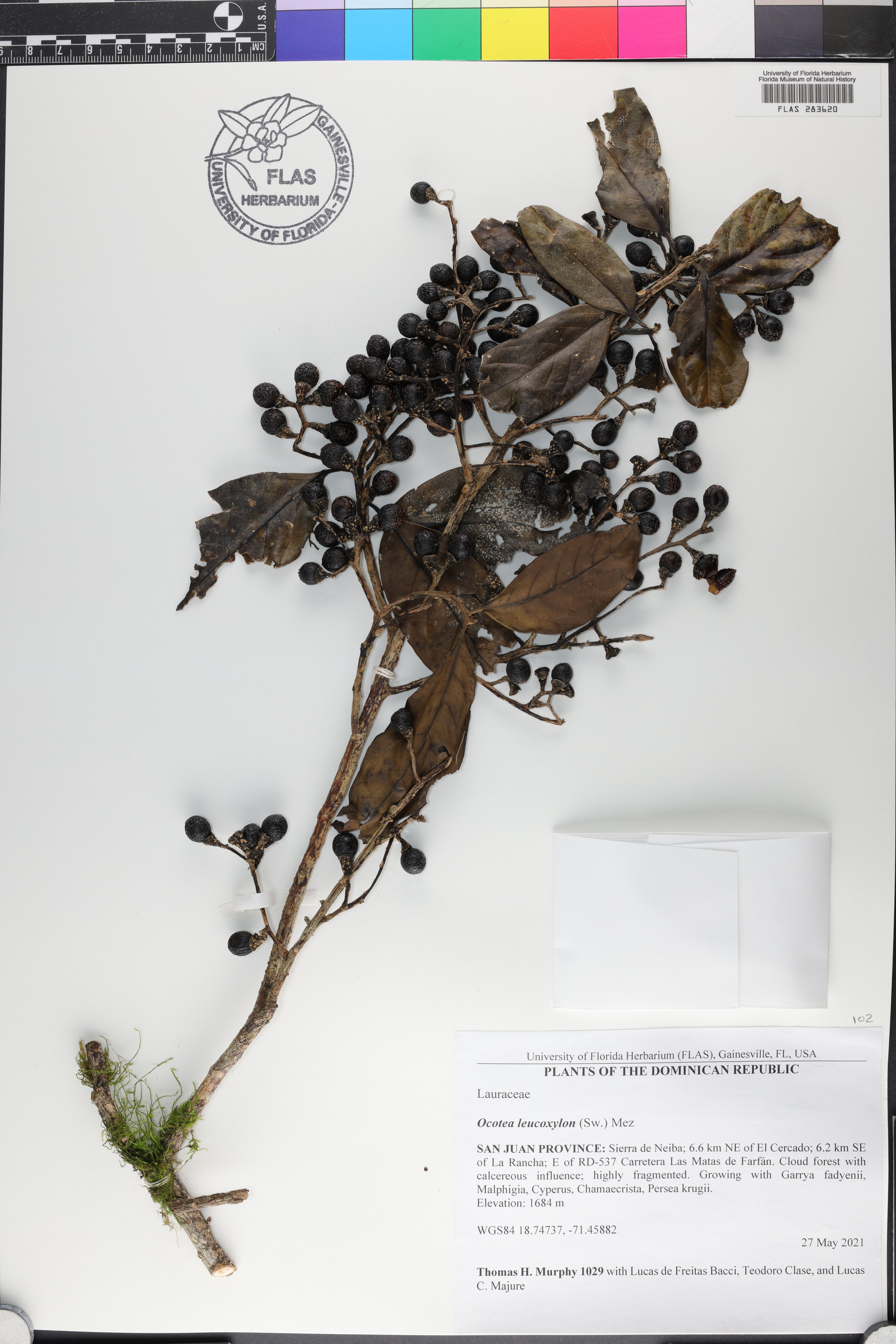 Ocotea leucoxylon image