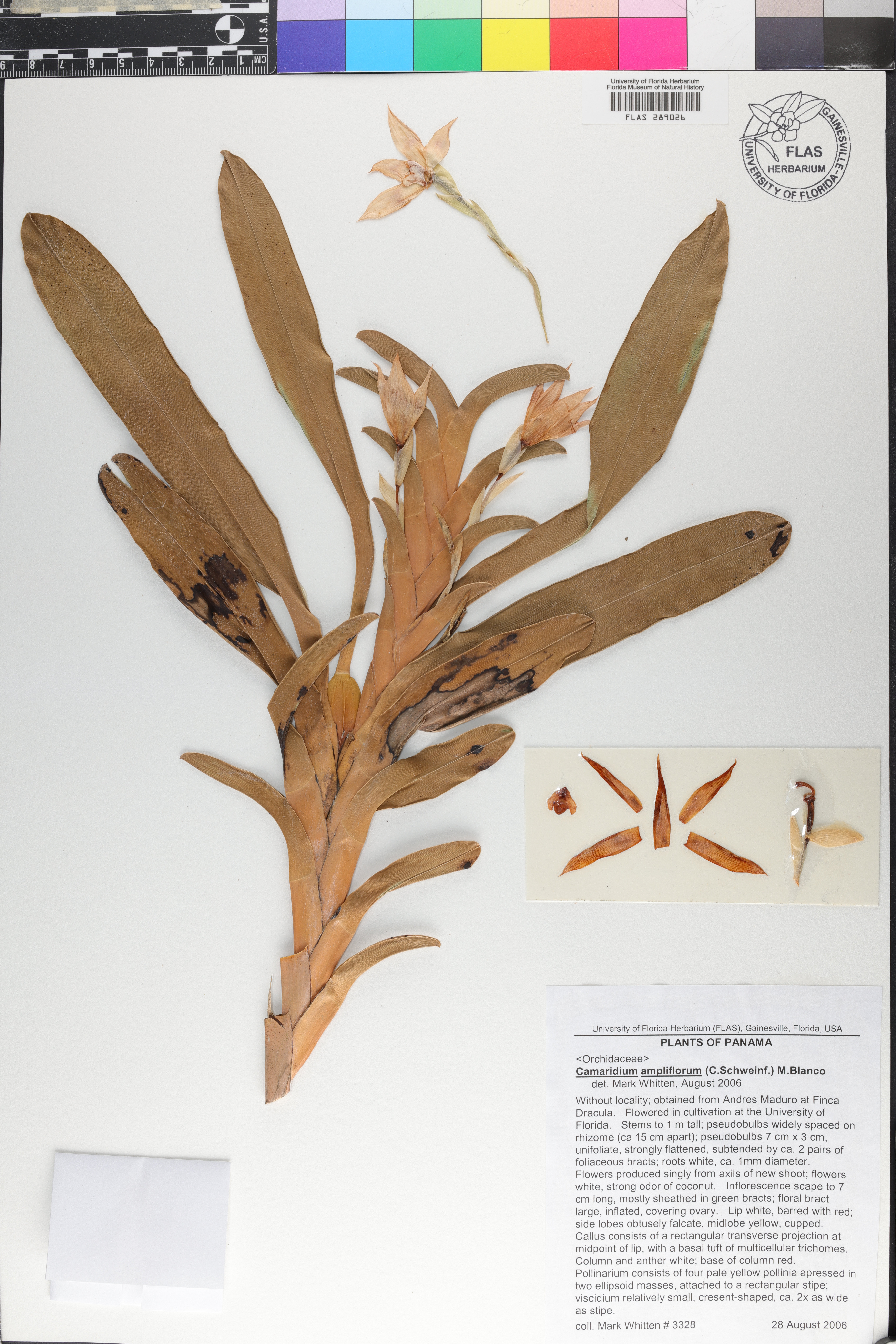 Maxillaria carinulata image