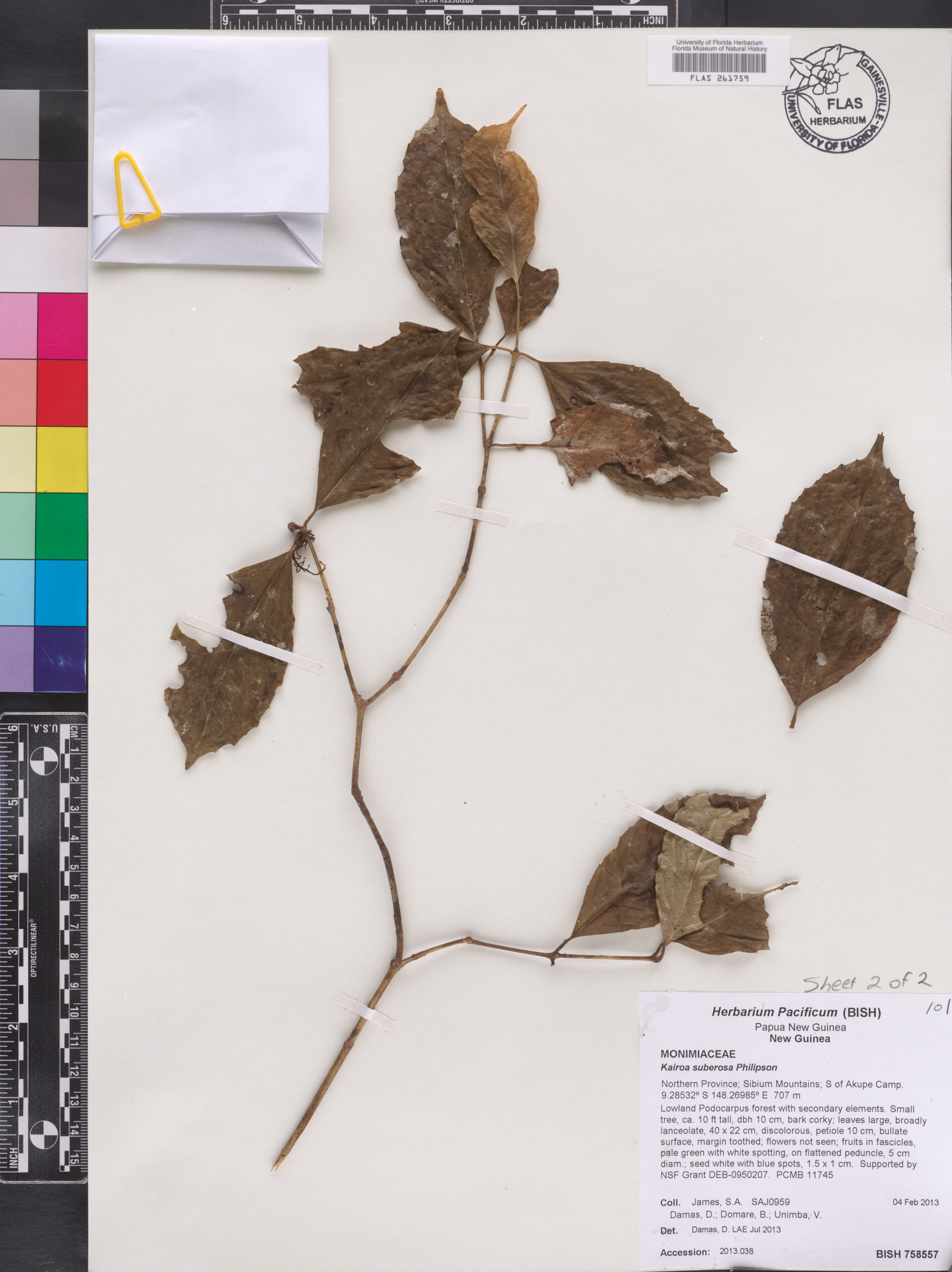 Kairoa suberosa image