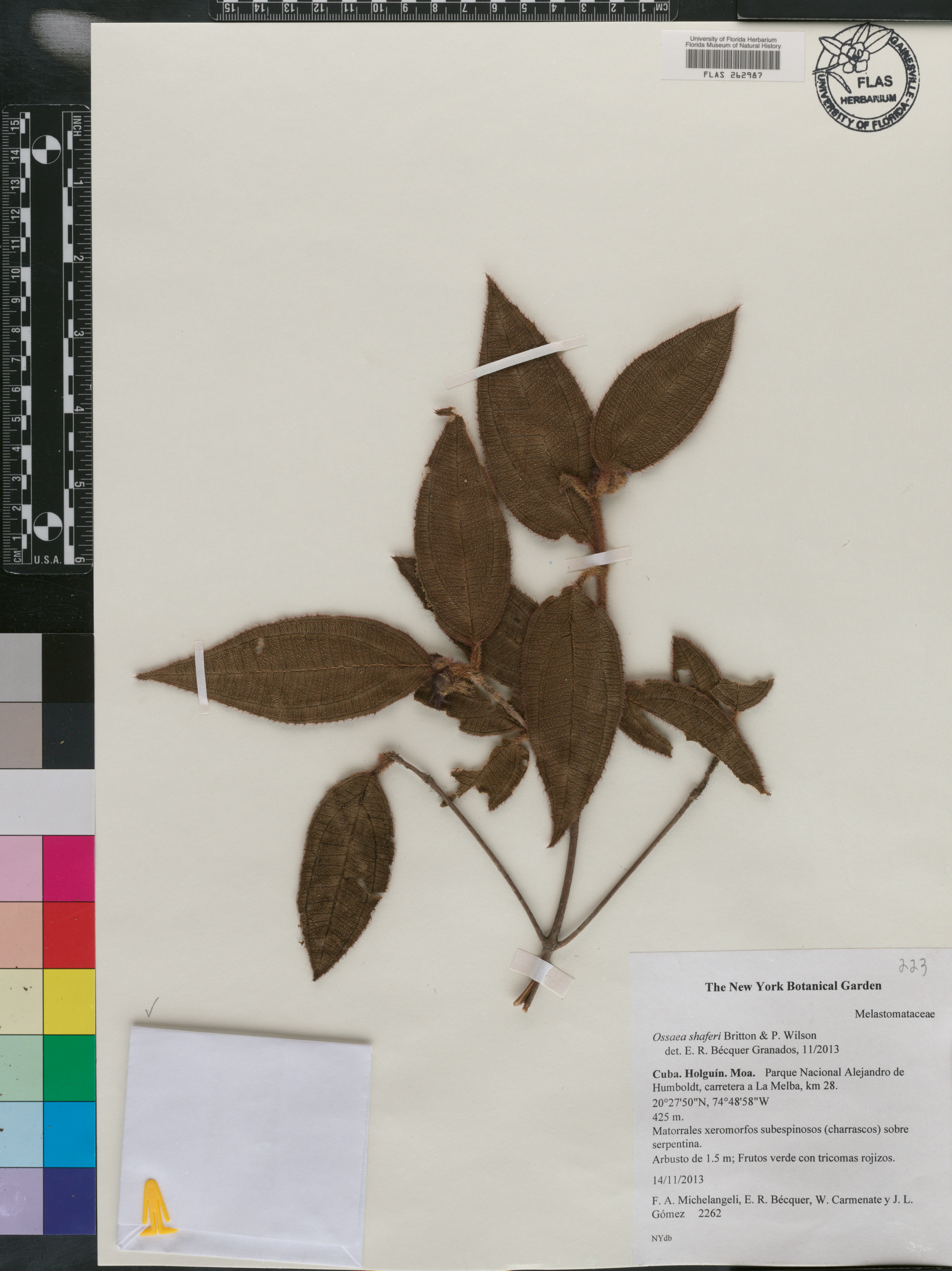Miconia jashaferi image