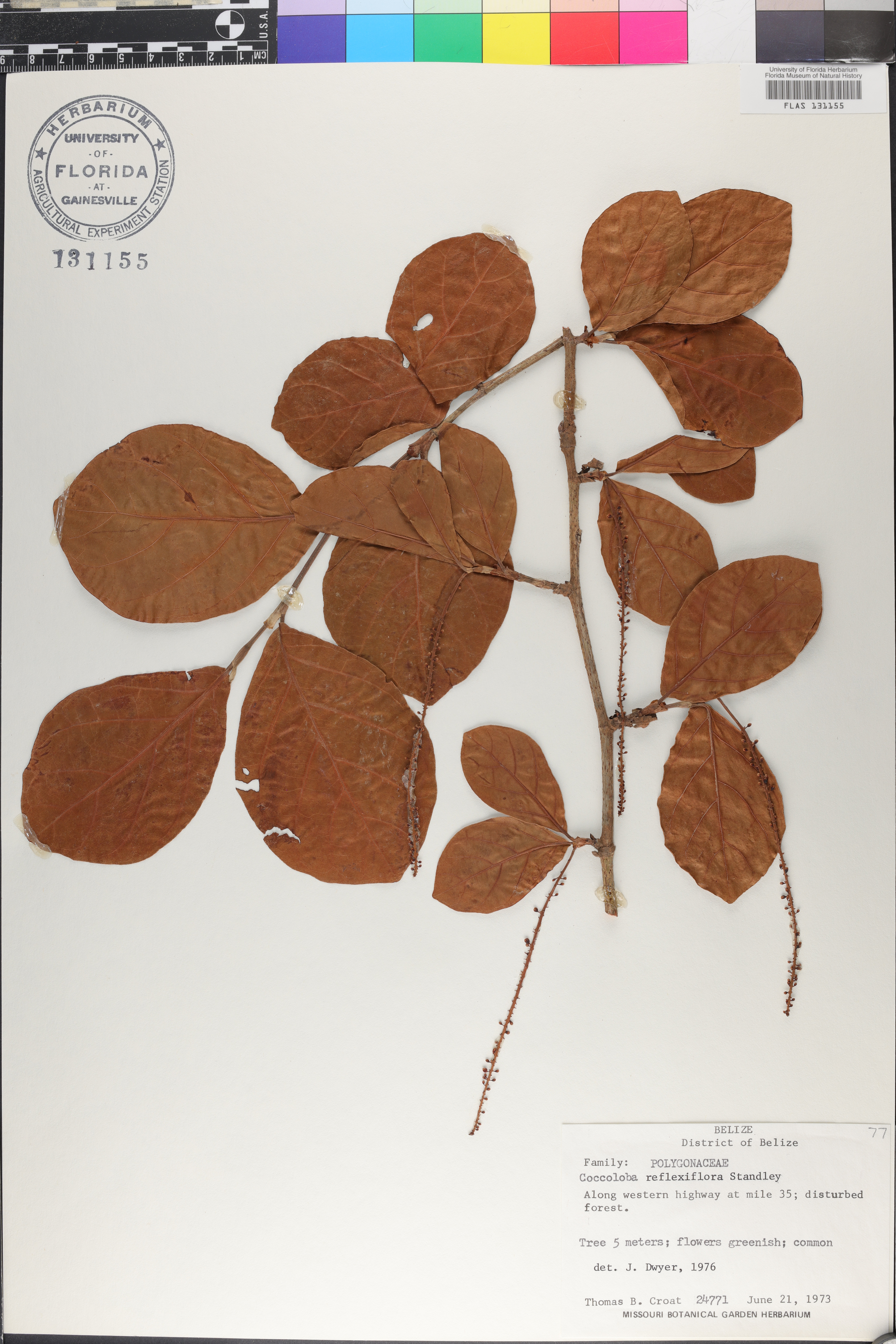 Coccoloba reflexiflora image