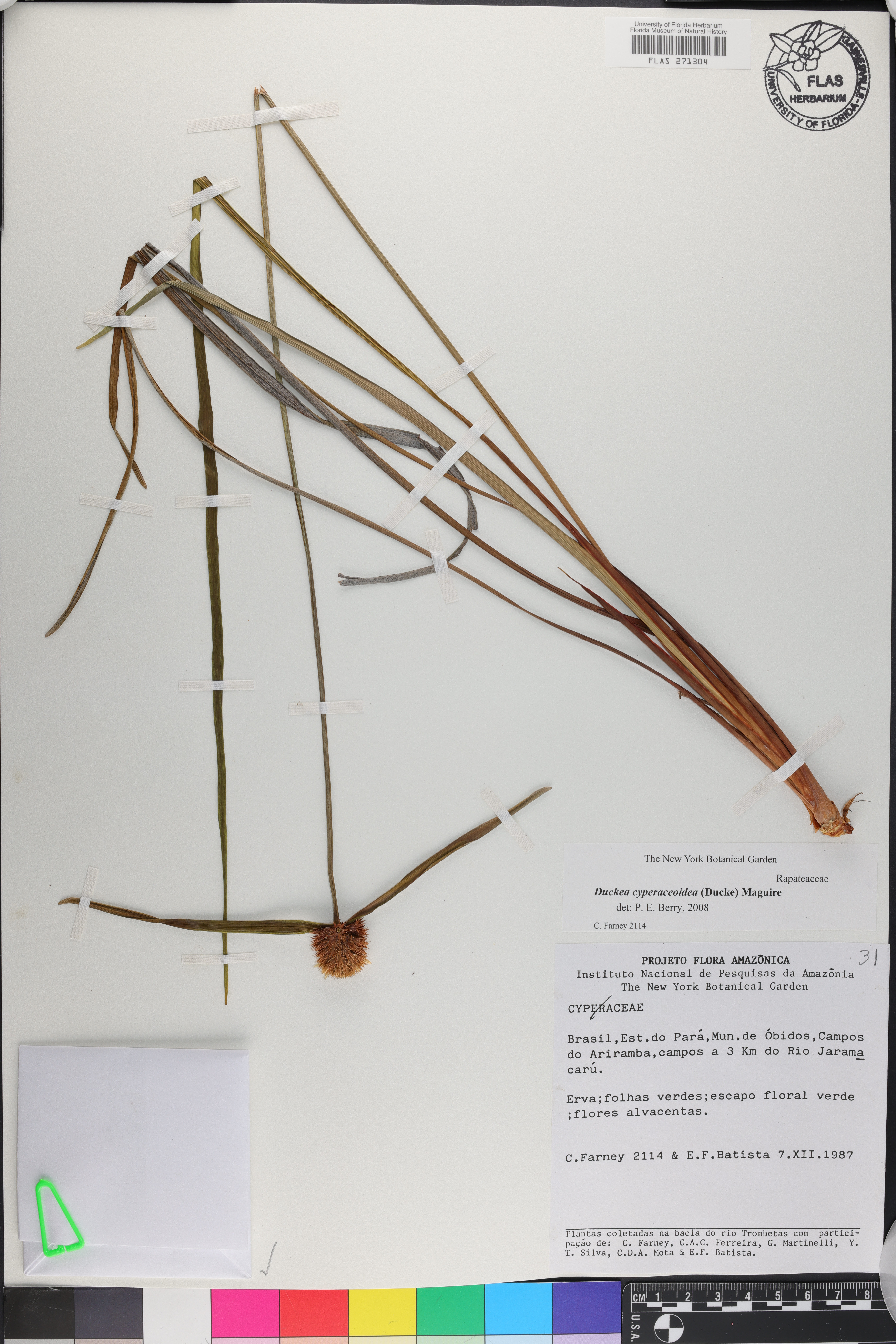 Duckea cyperaceoidea image