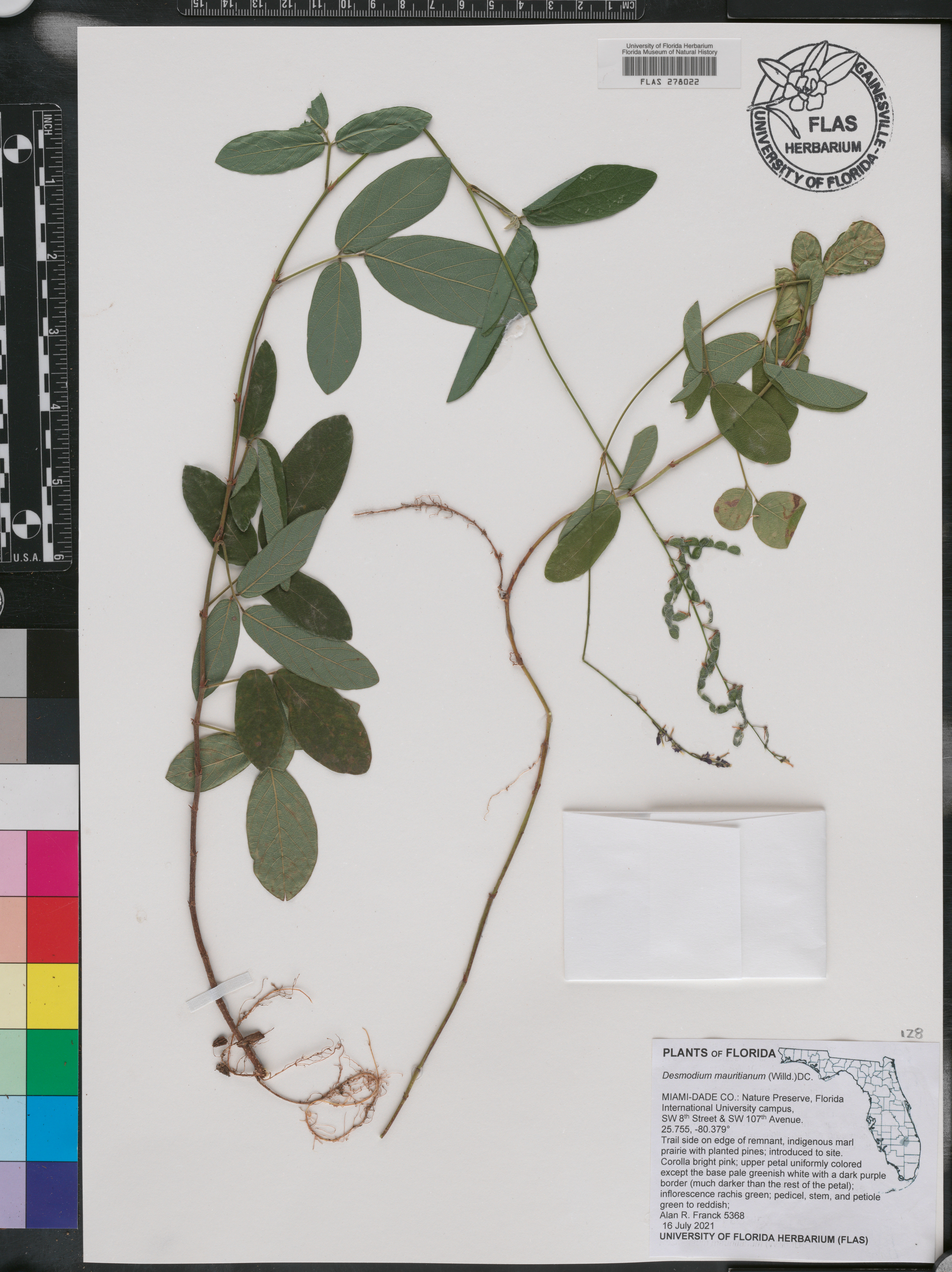 Desmodium mauritianum image