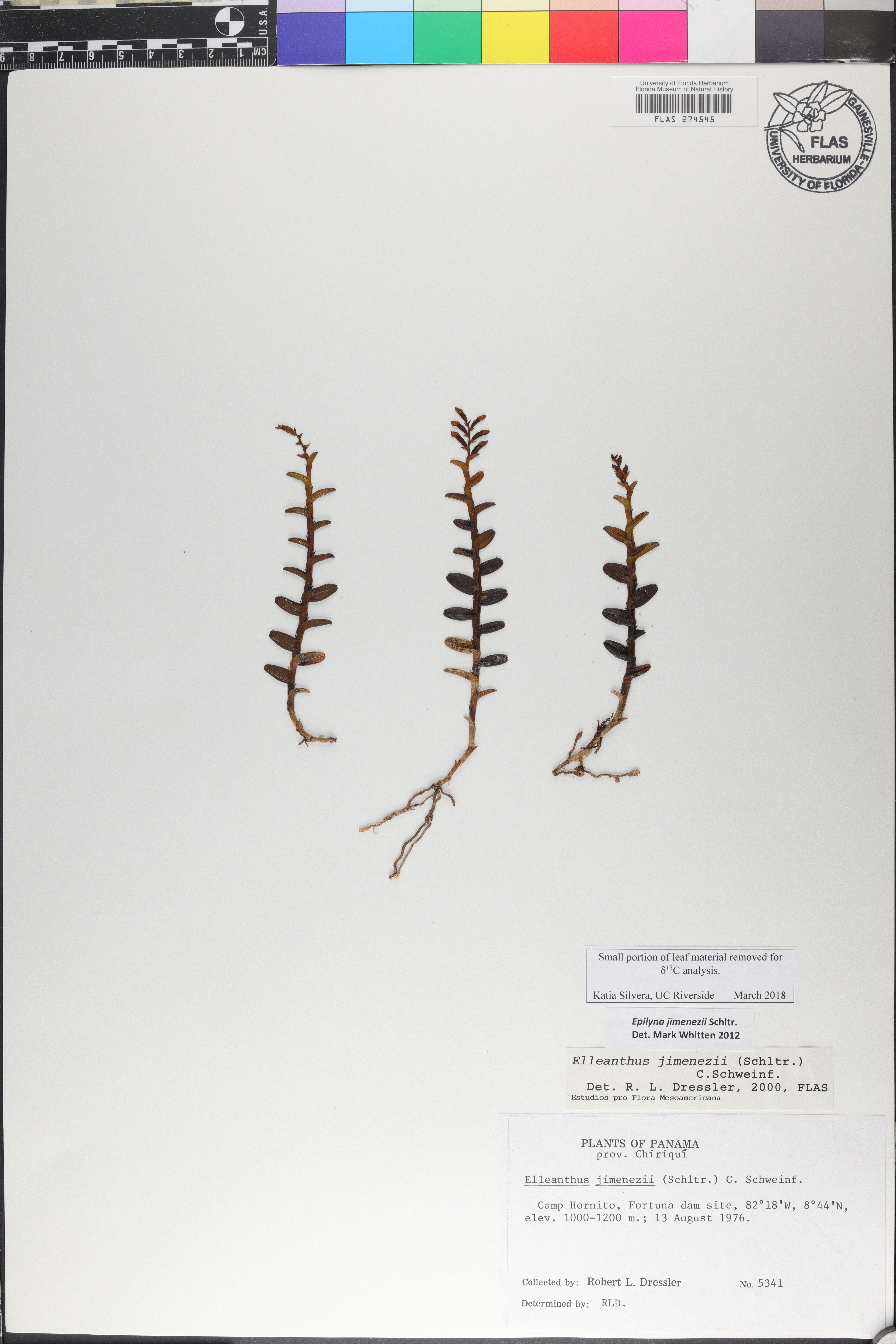 Elleanthus jimenezii image