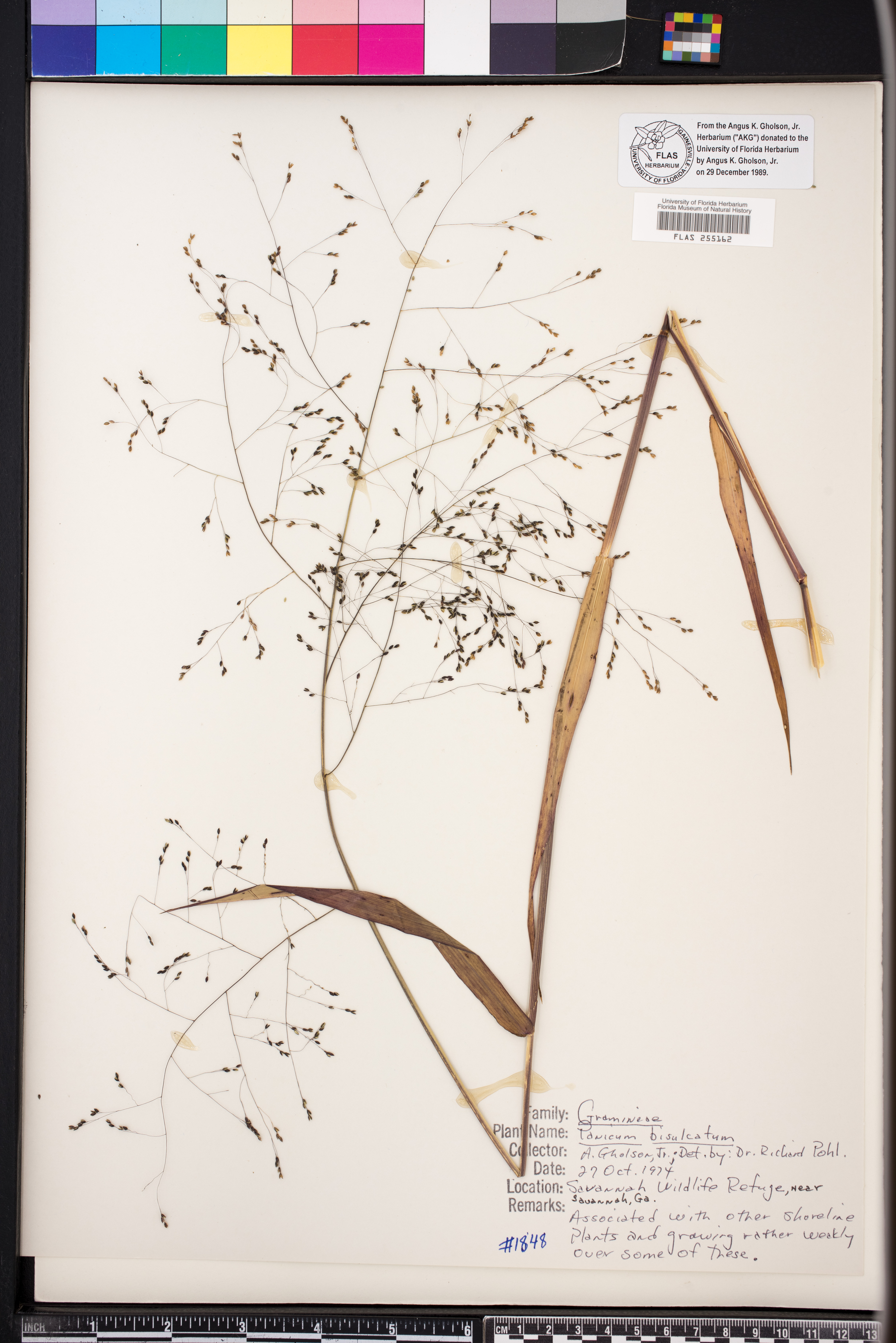 Panicum bisulcatum image