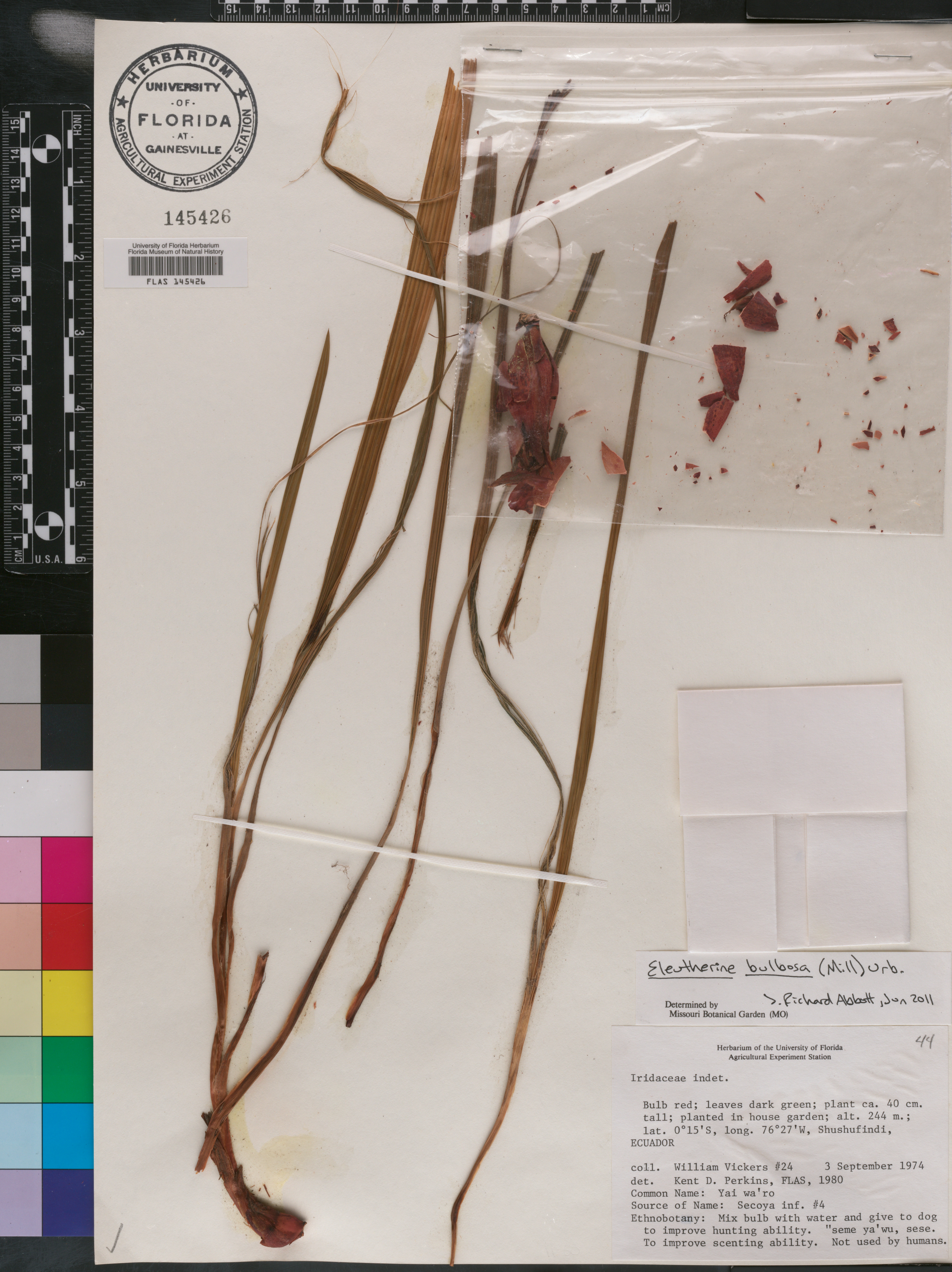 Eleutherine bulbosa image