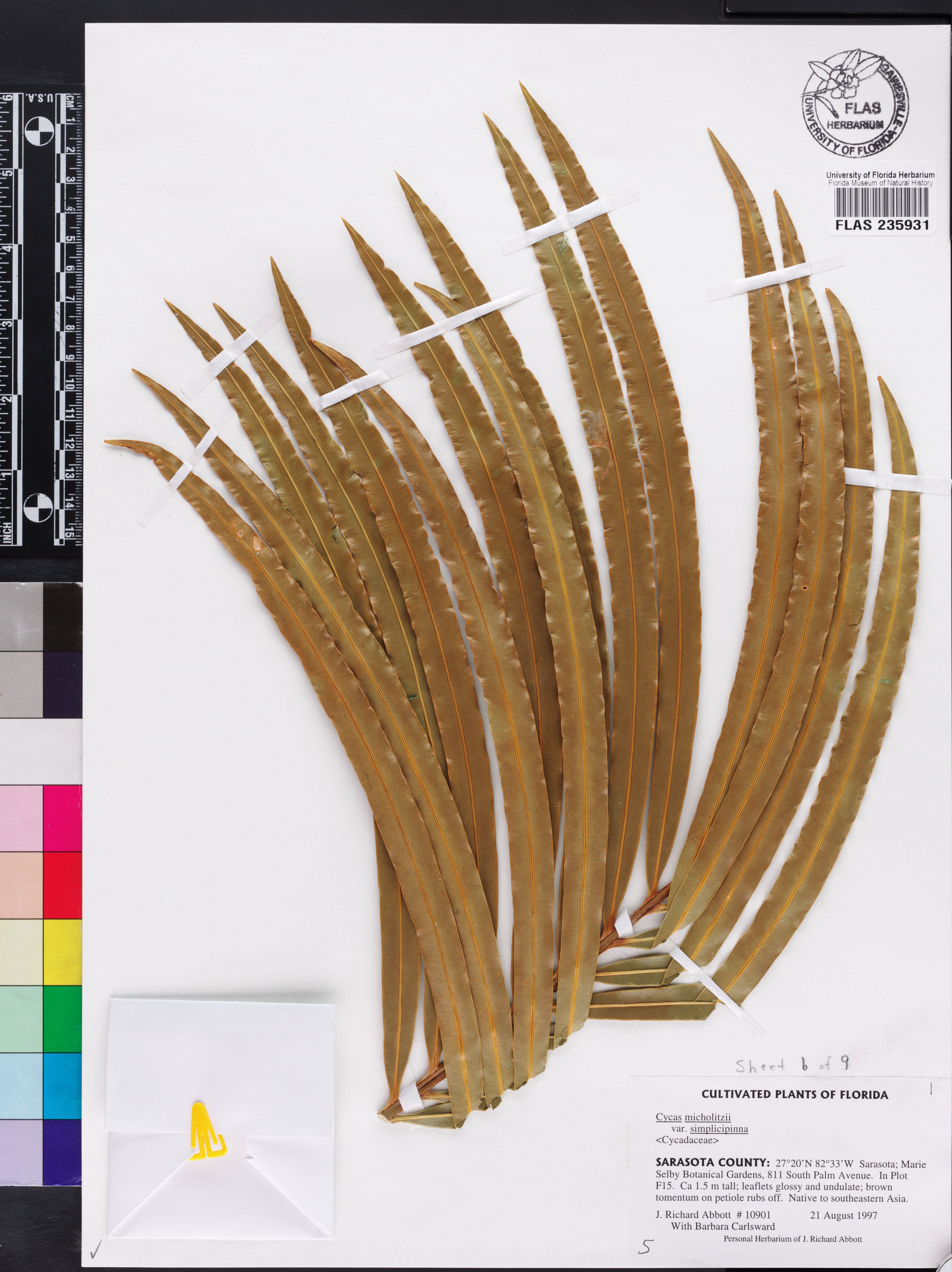 Cycas simplicipinna image