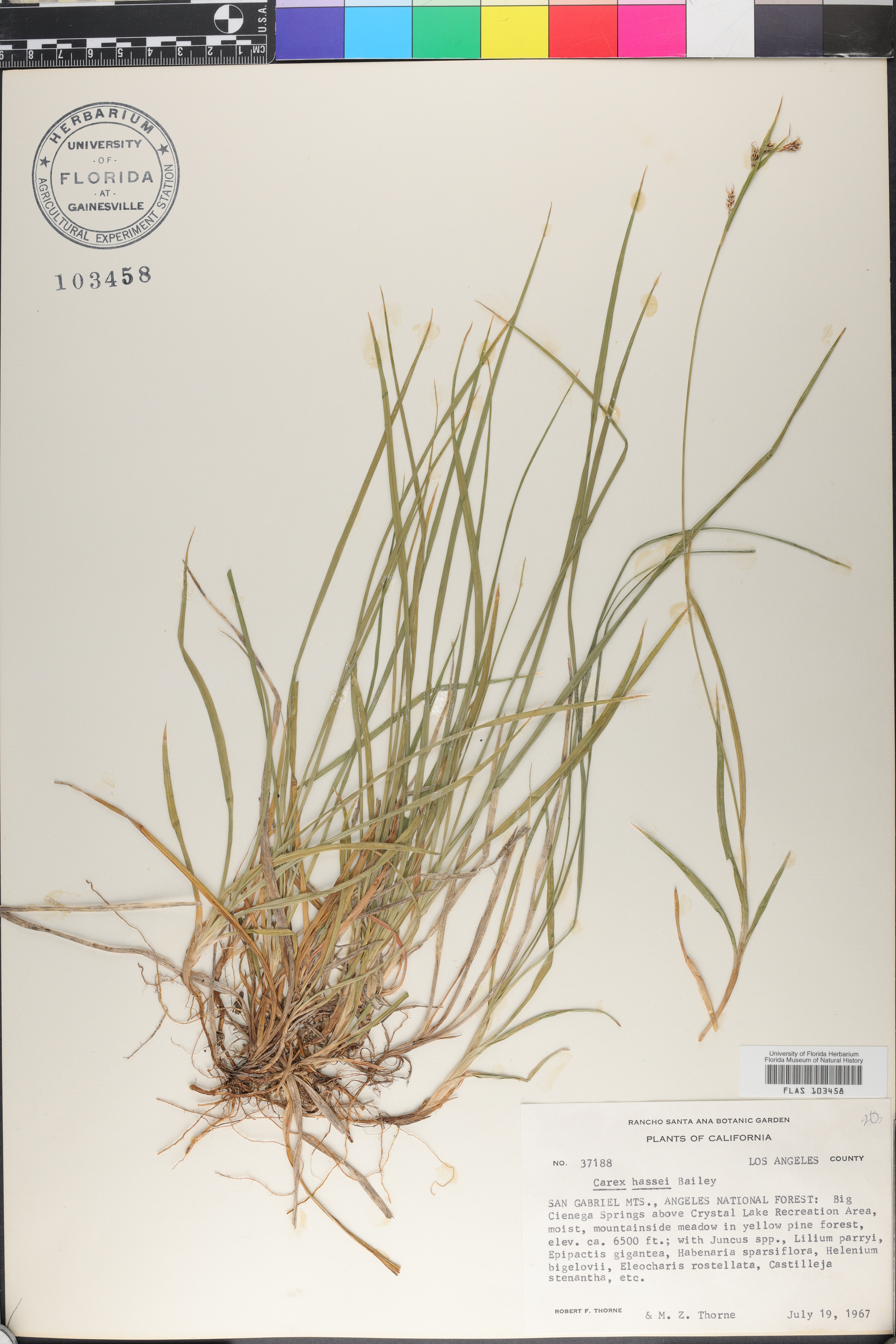 Carex hassei image