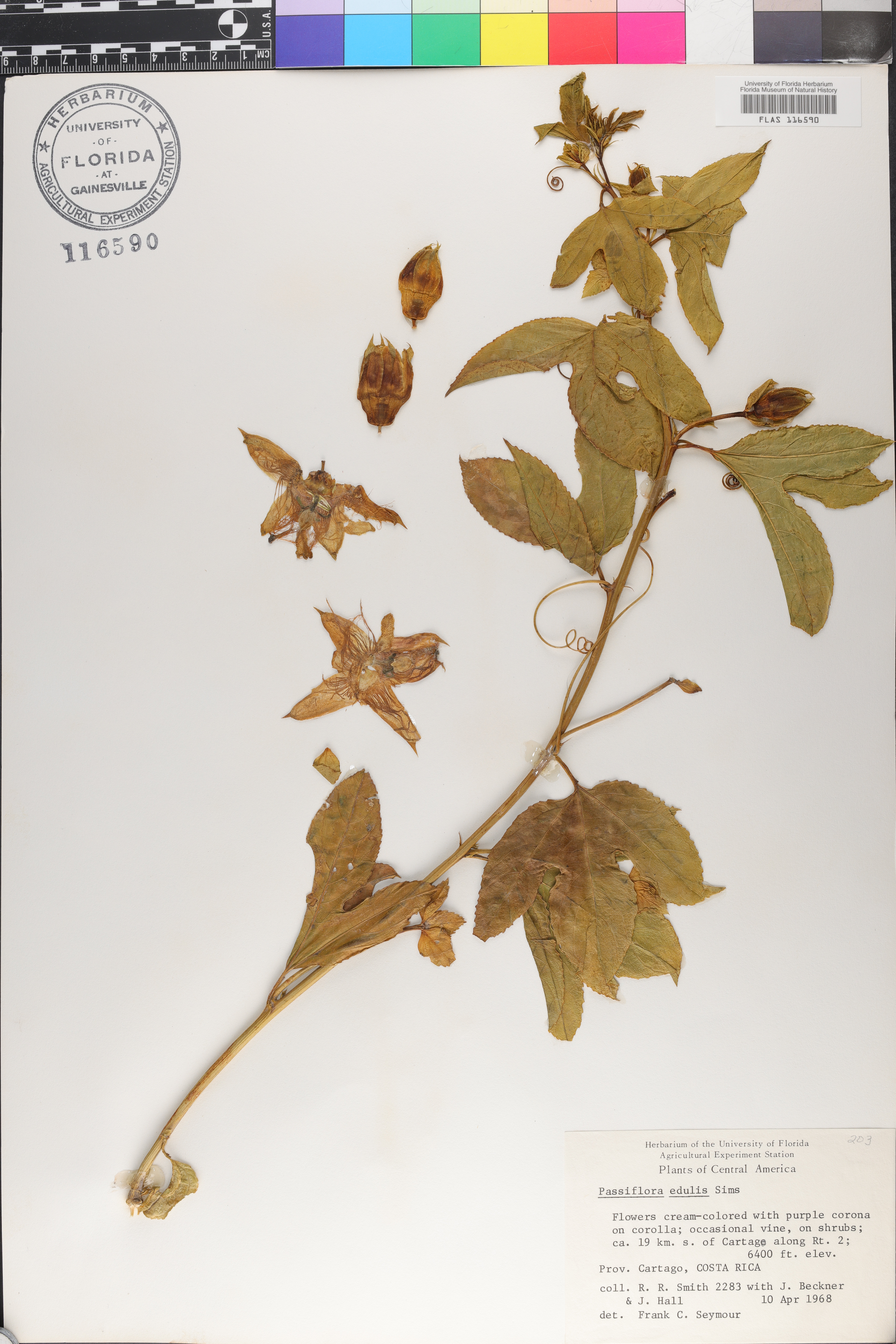 Passiflora edulis image