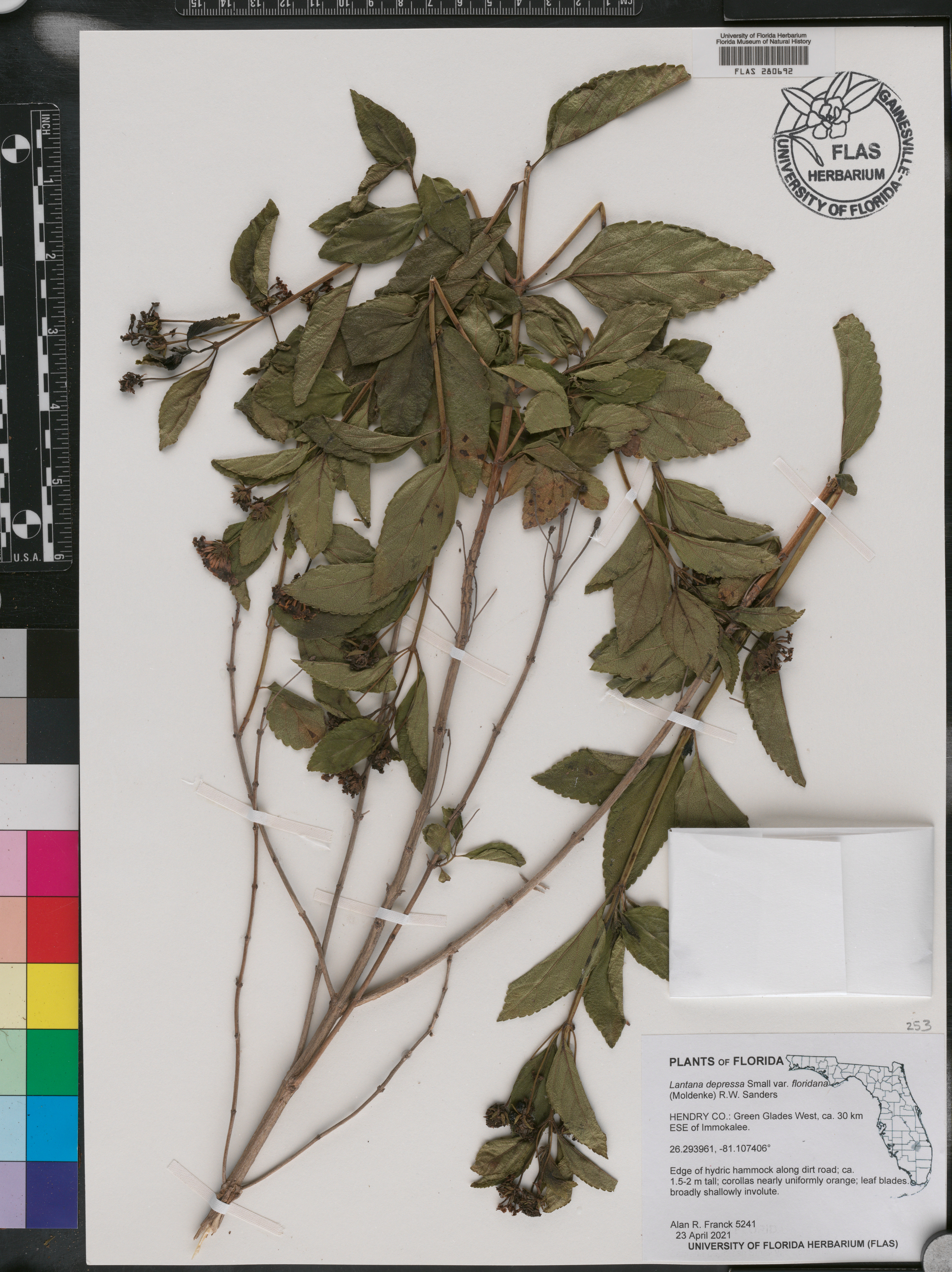 Lantana depressa image