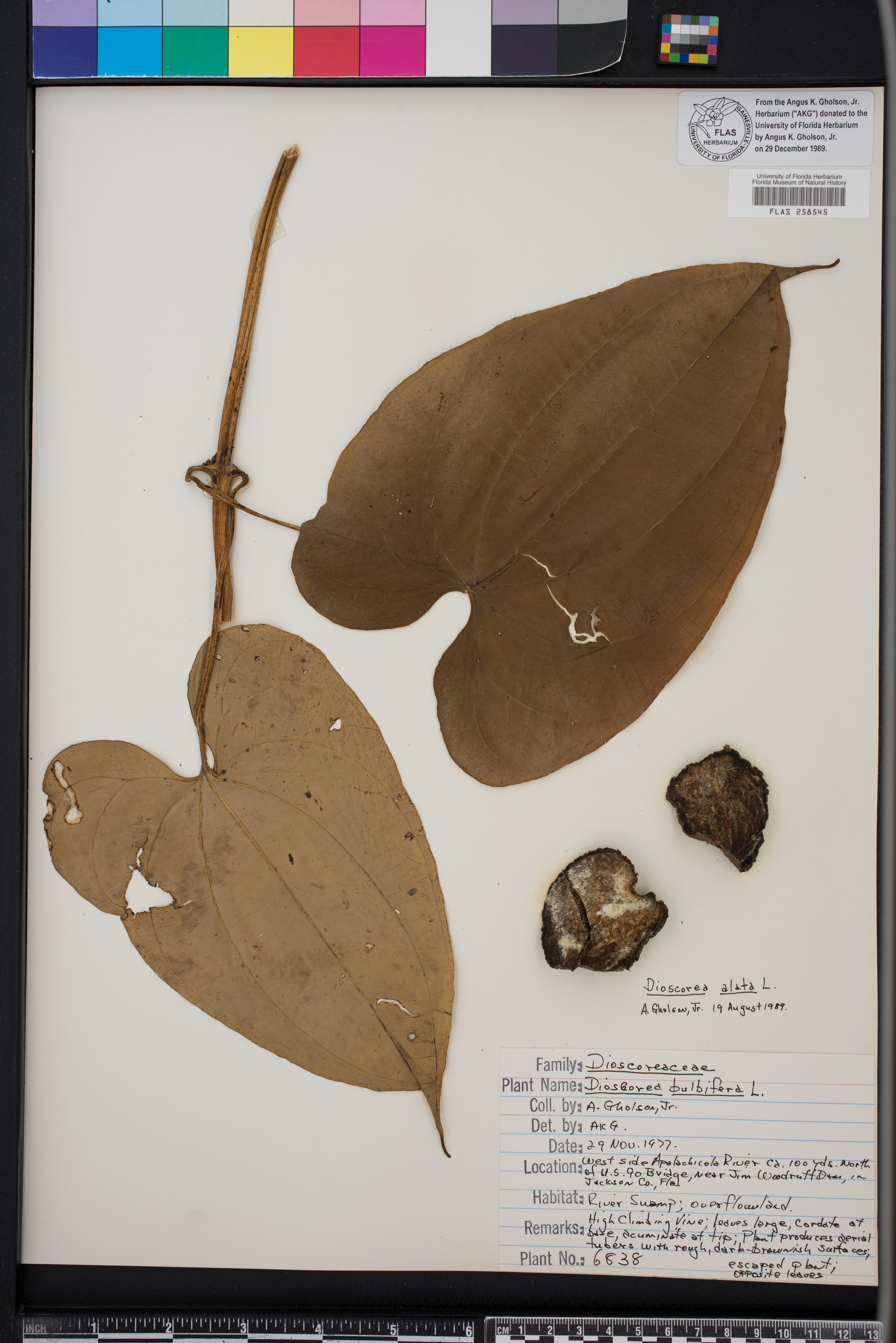 Dioscorea alata image
