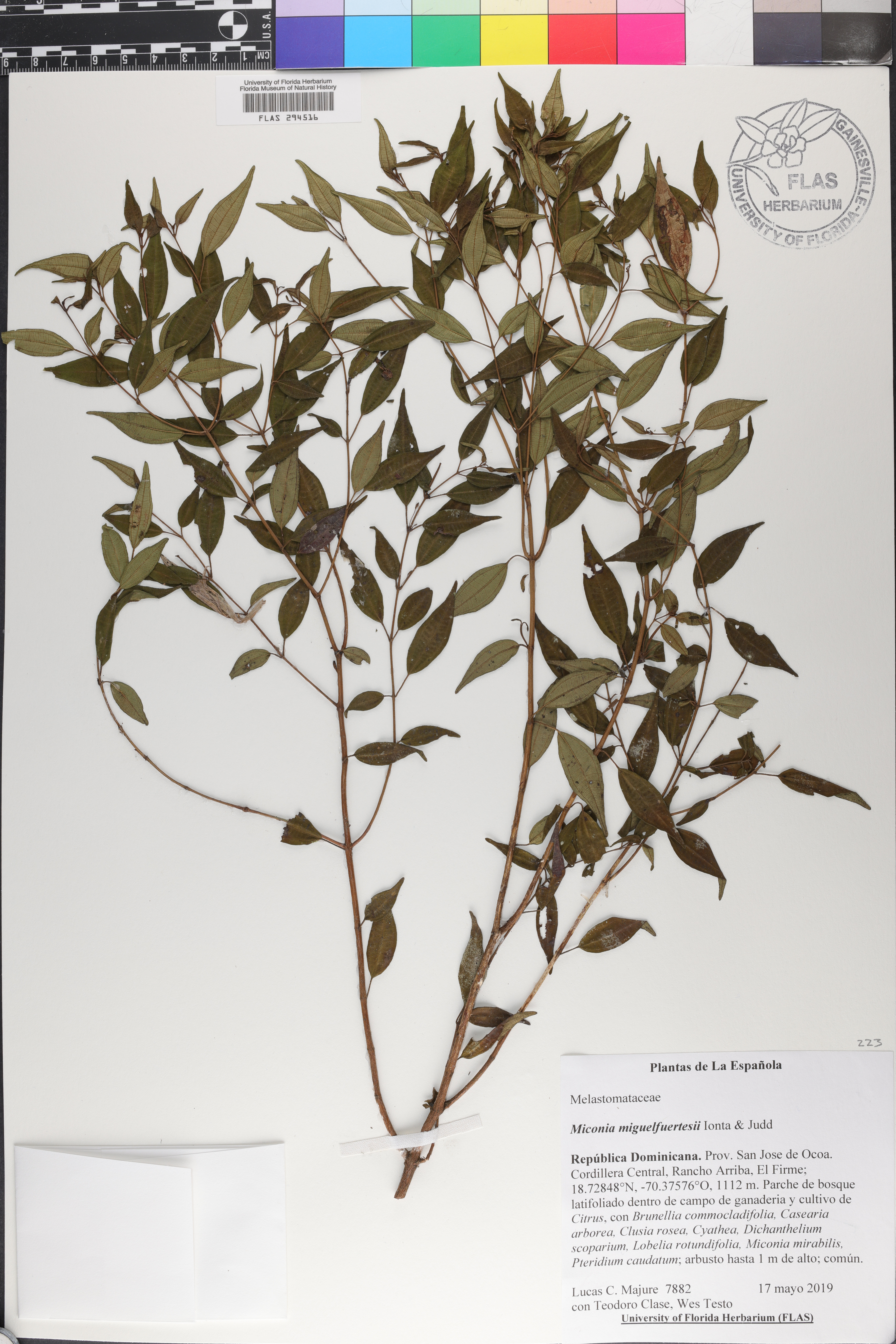 Miconia miguelfuertesii image