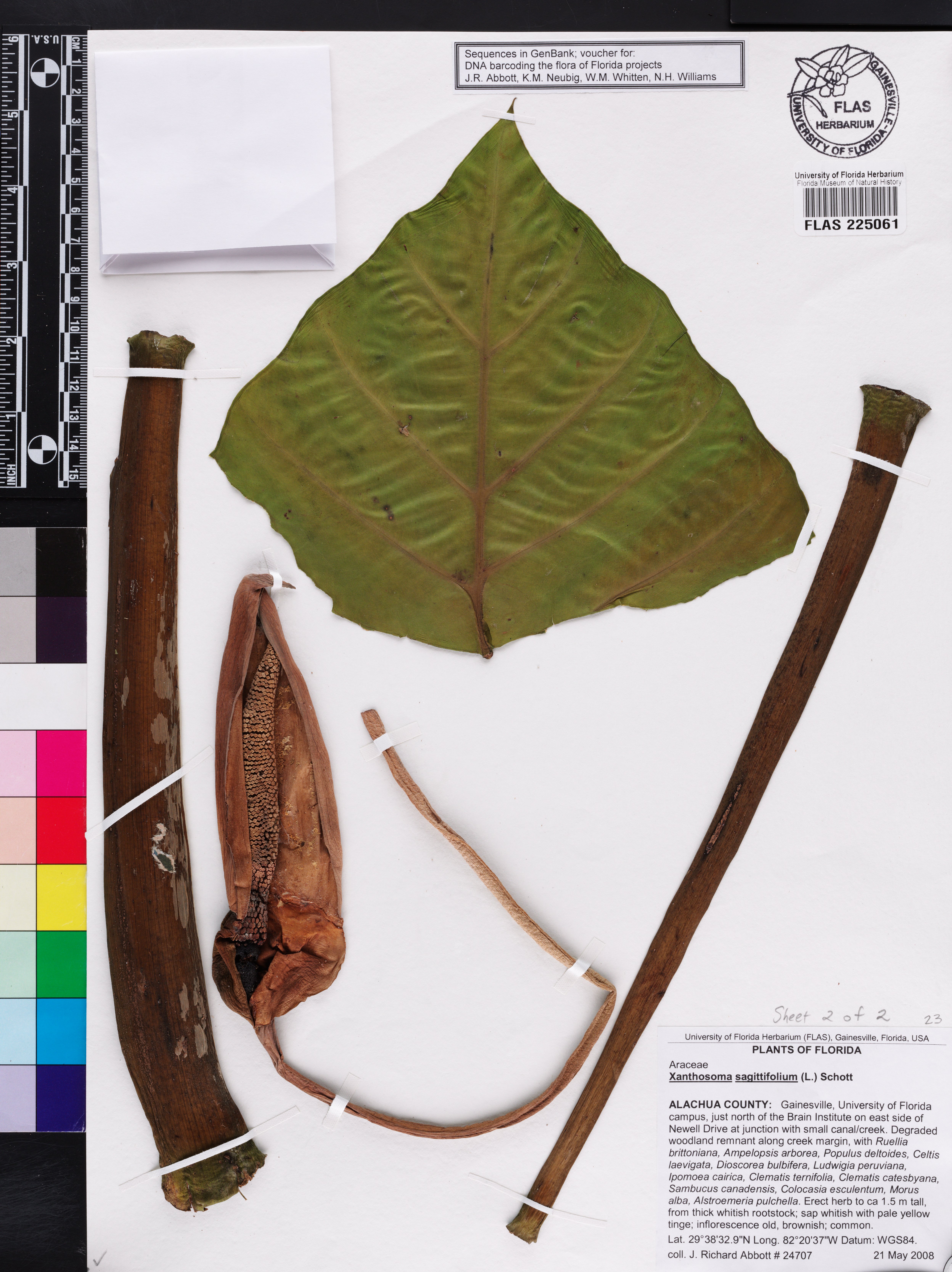 Xanthosoma sagittifolium image