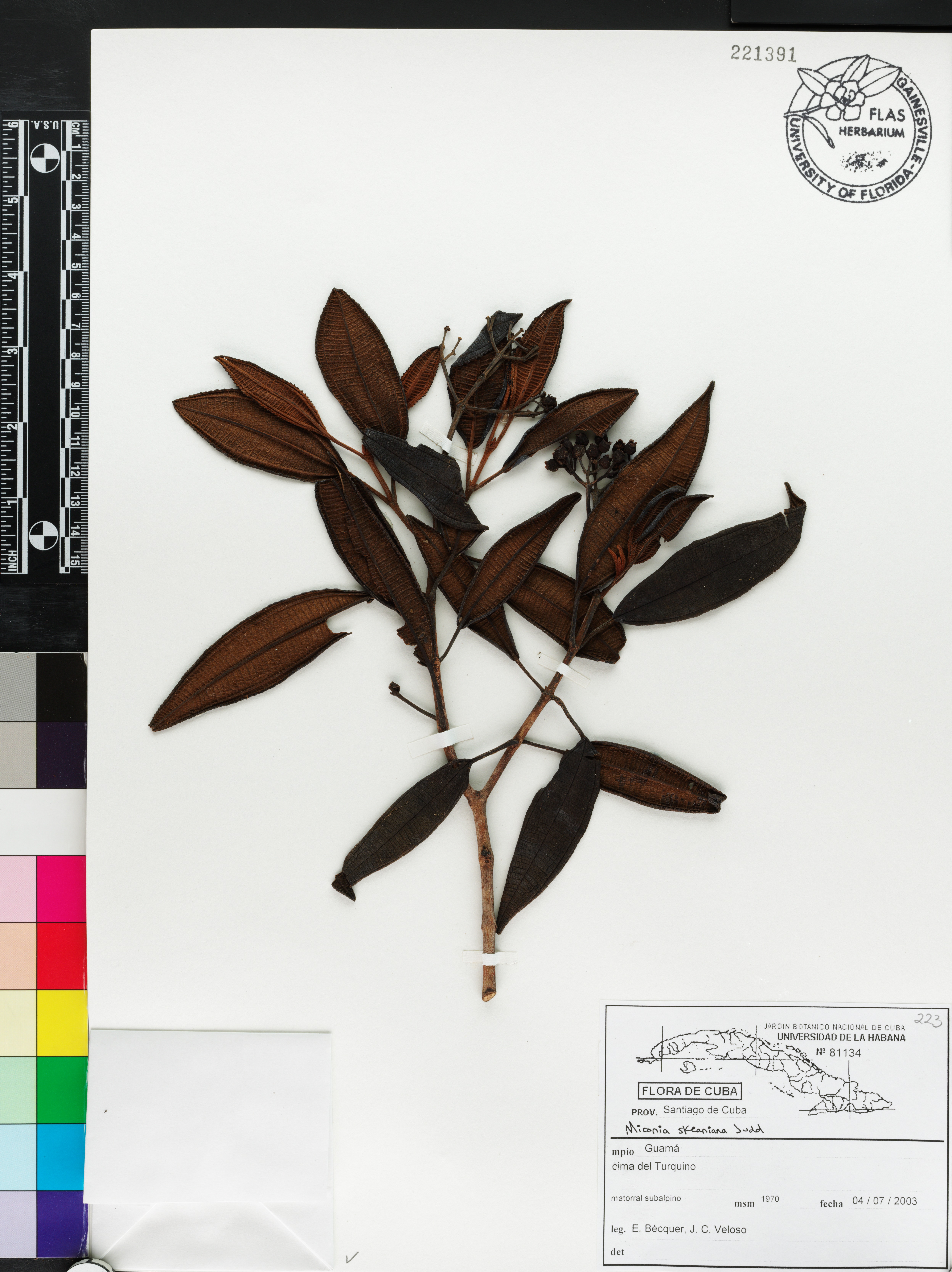 Miconia skeaniana image