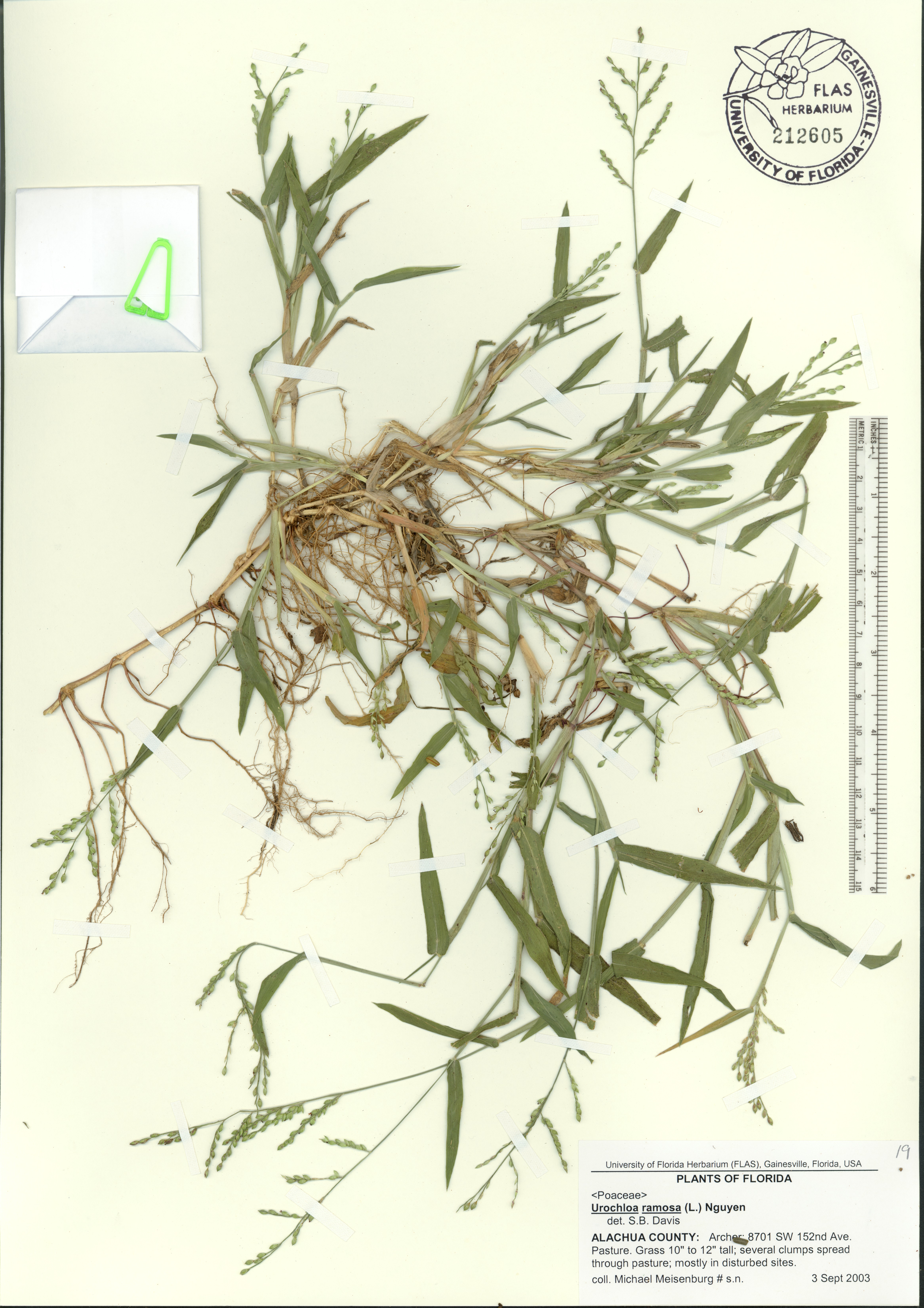 Urochloa ramosa image