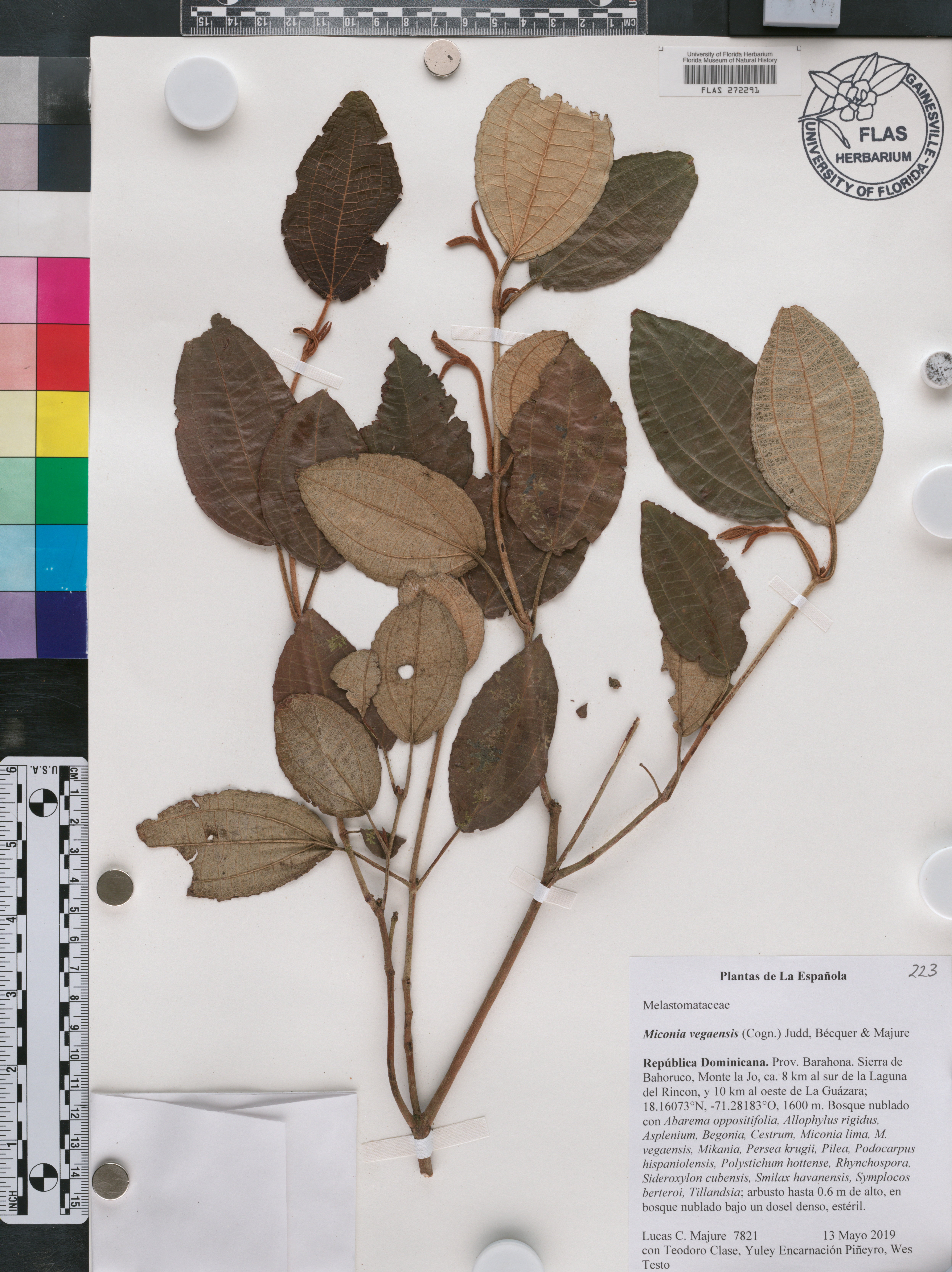 Miconia vegaensis image