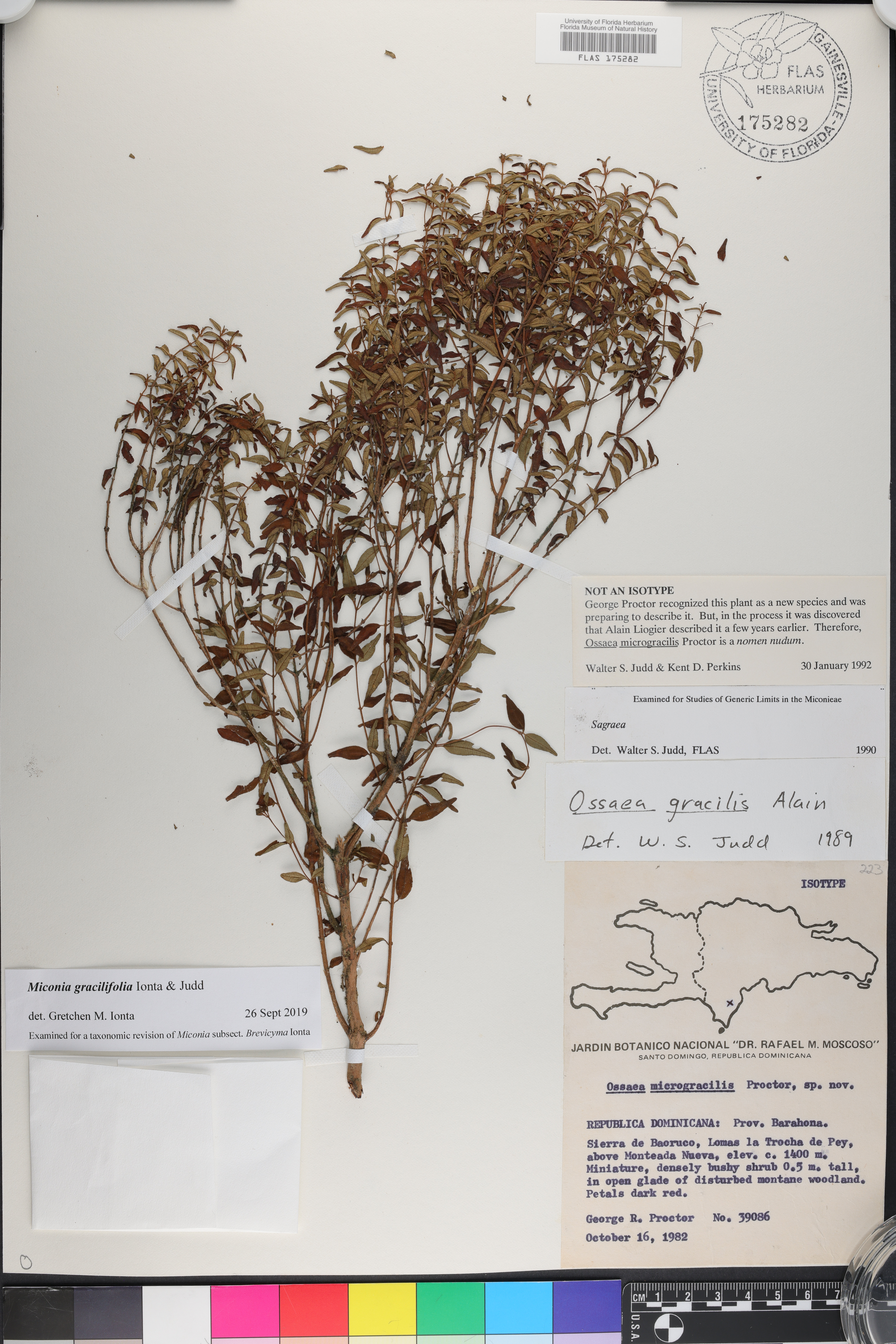 Miconia gracilifolia image