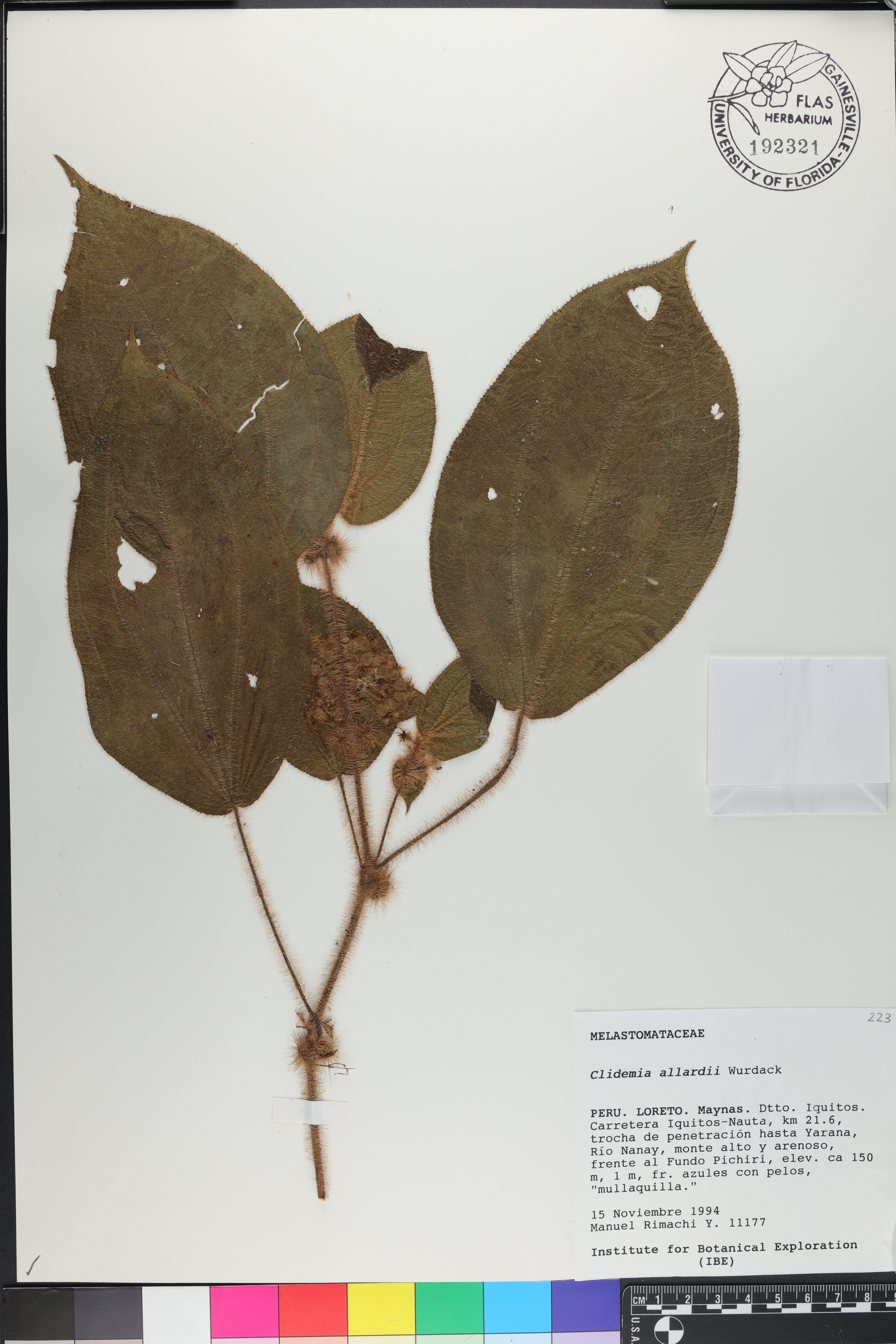 Miconia allardii image