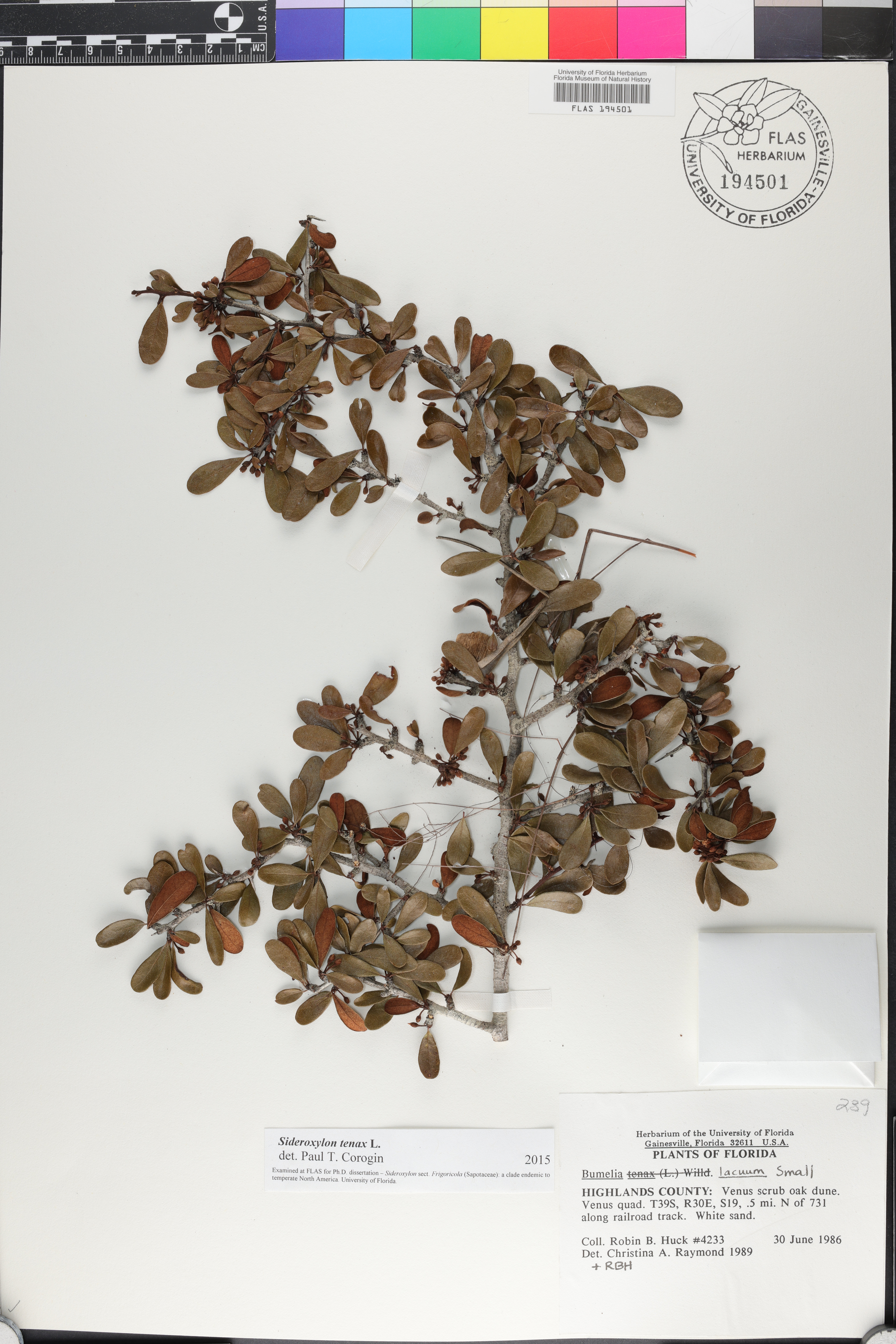Sideroxylon tenax image