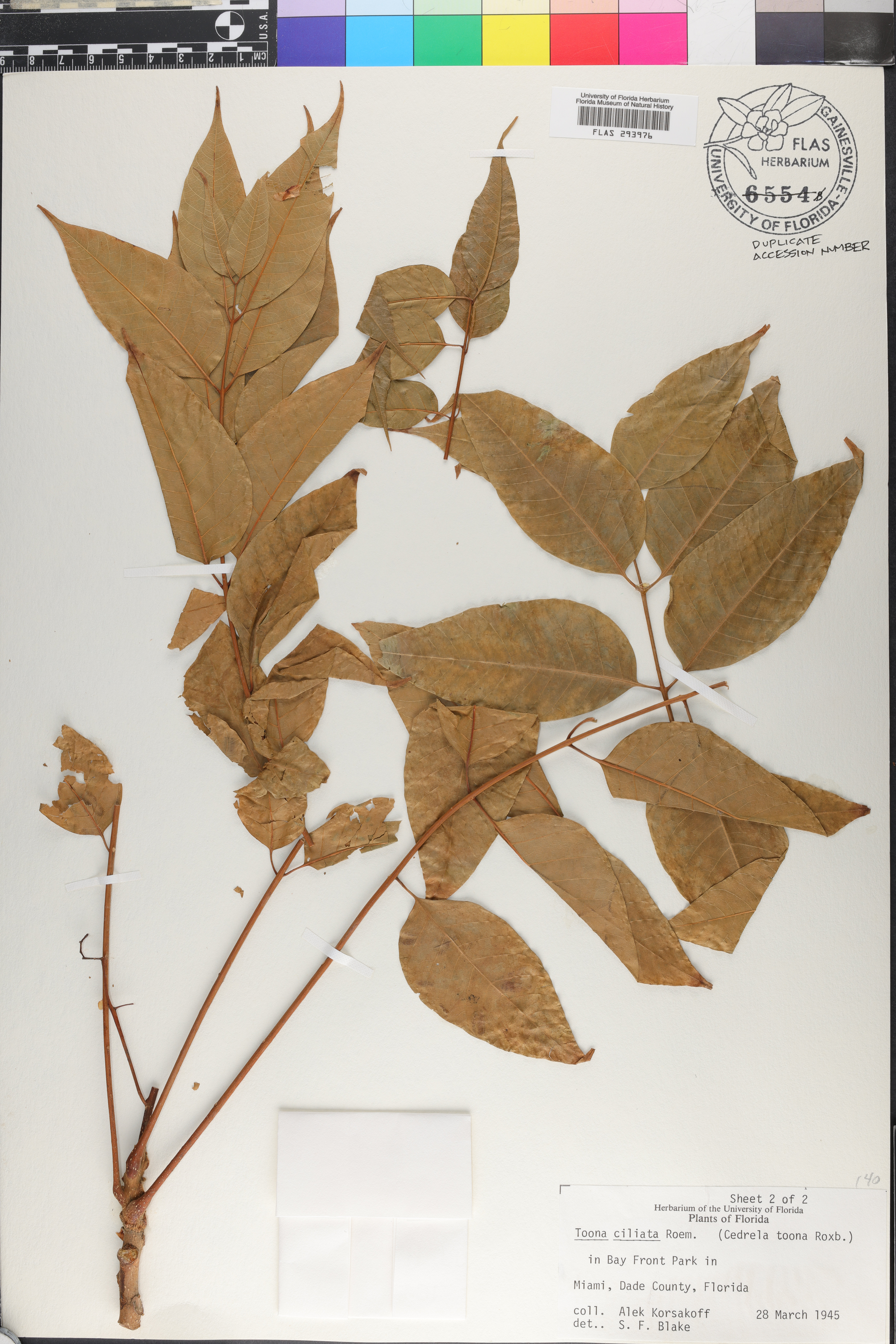 Toona ciliata image