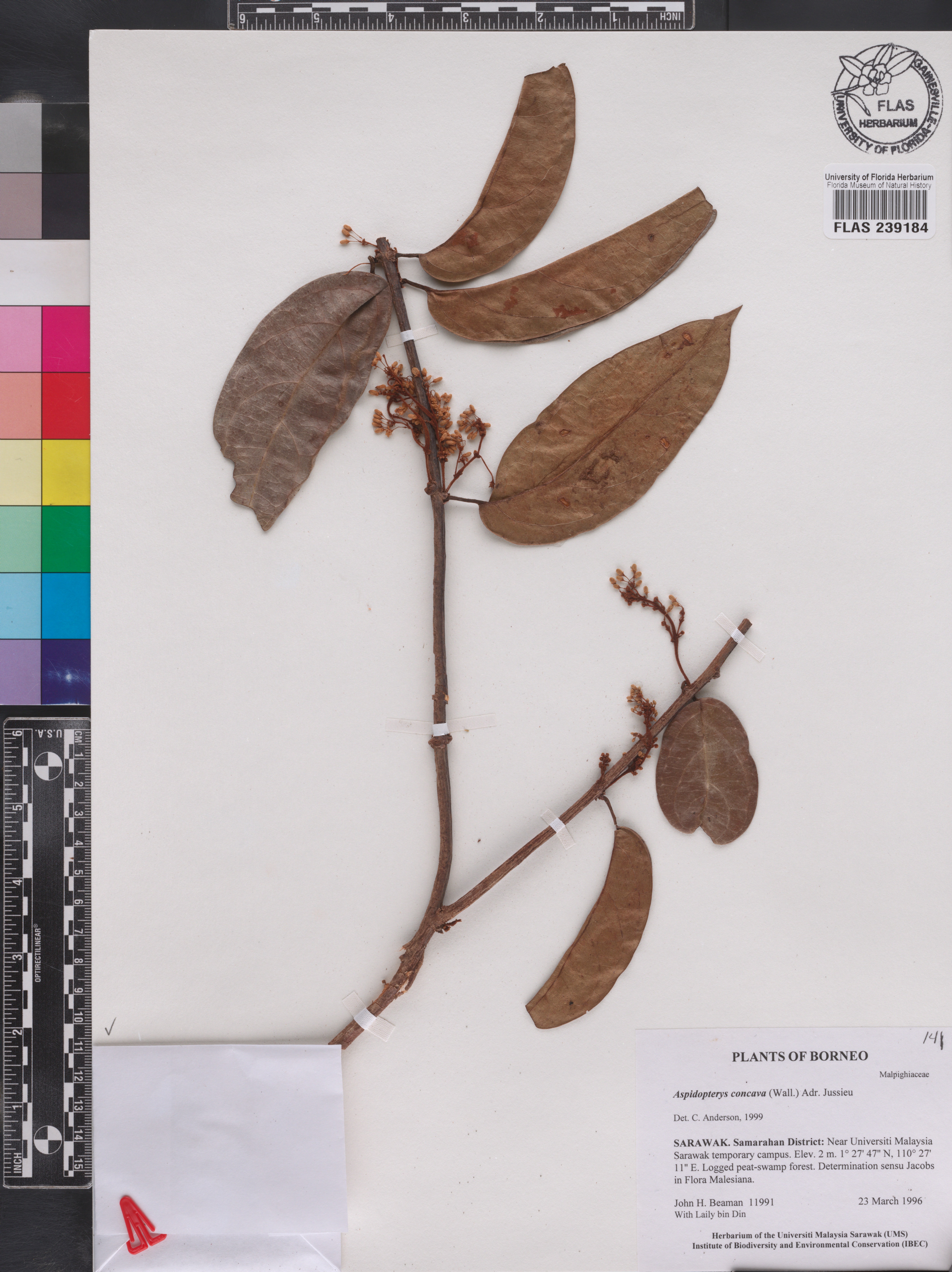 Aspidopterys image