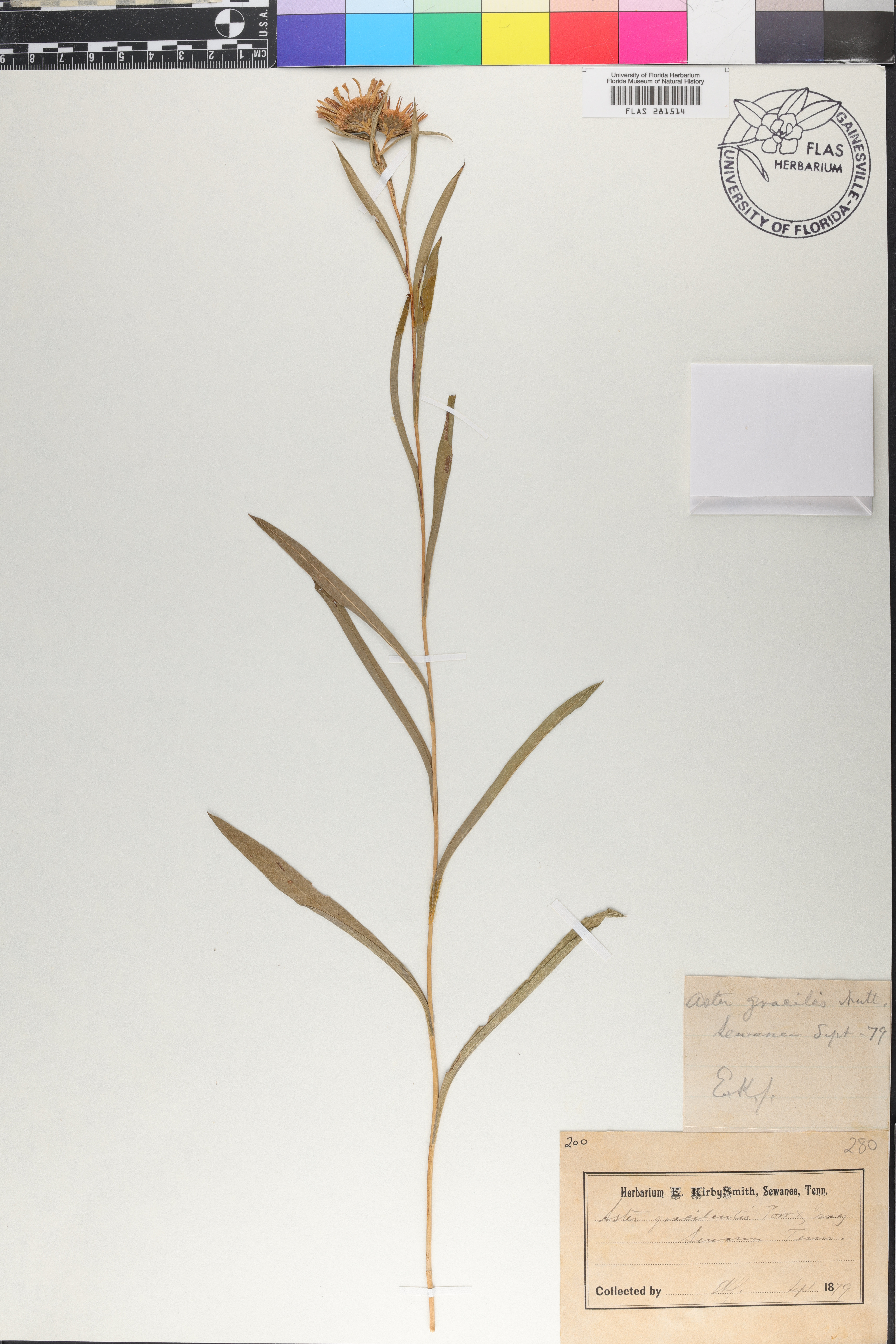 Aster gracilentus image