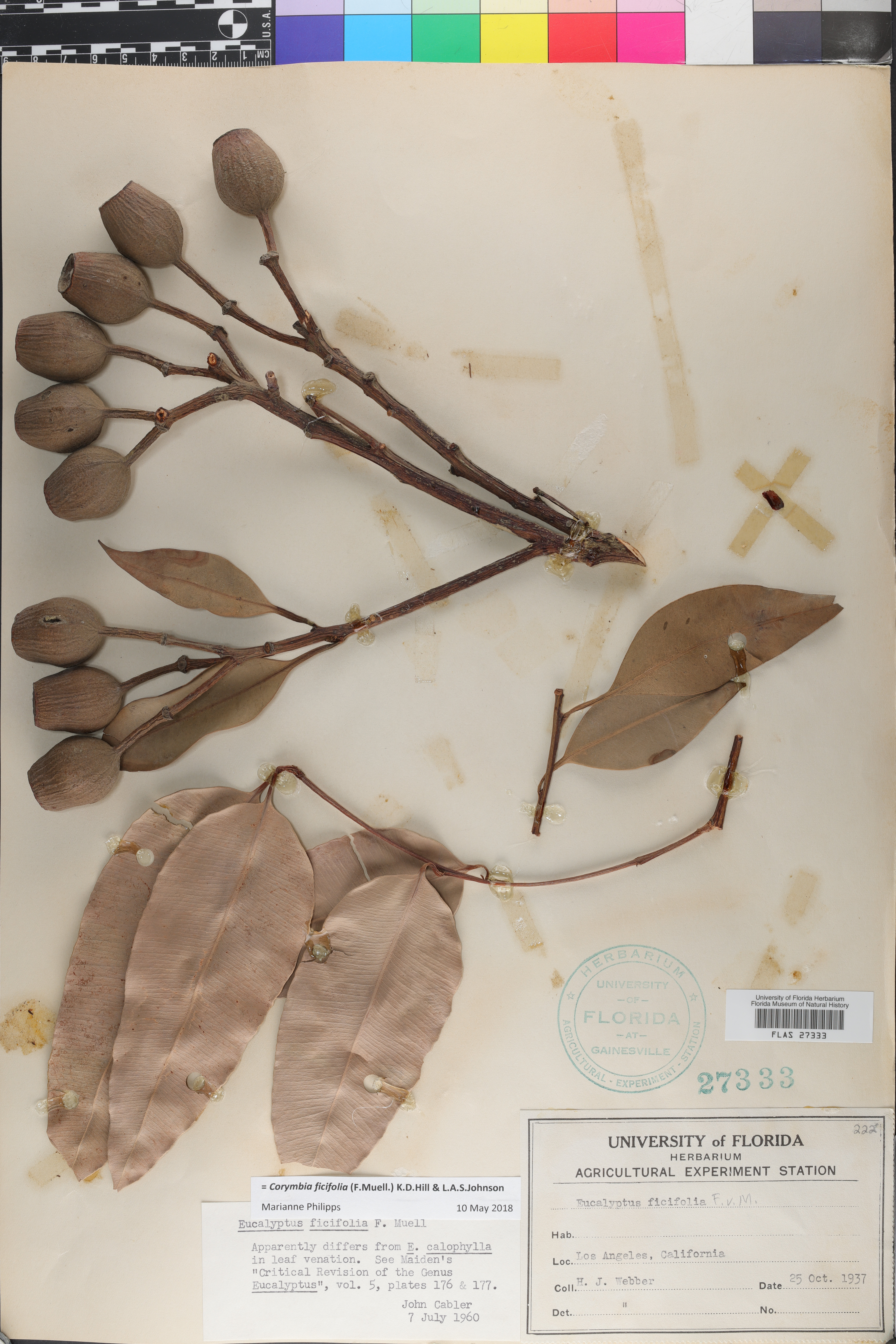 Corymbia ficifolia image