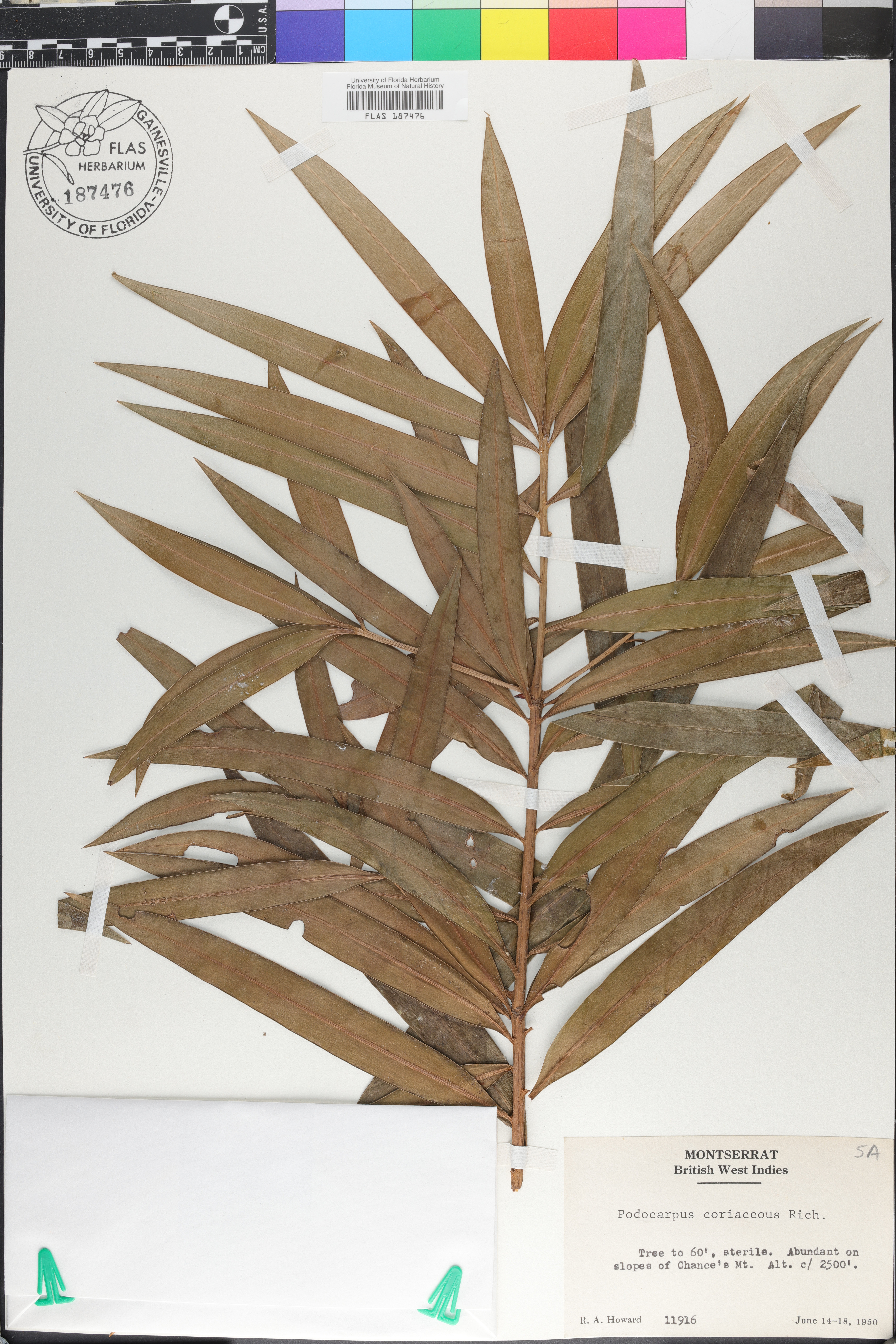 Podocarpus coriaceus image