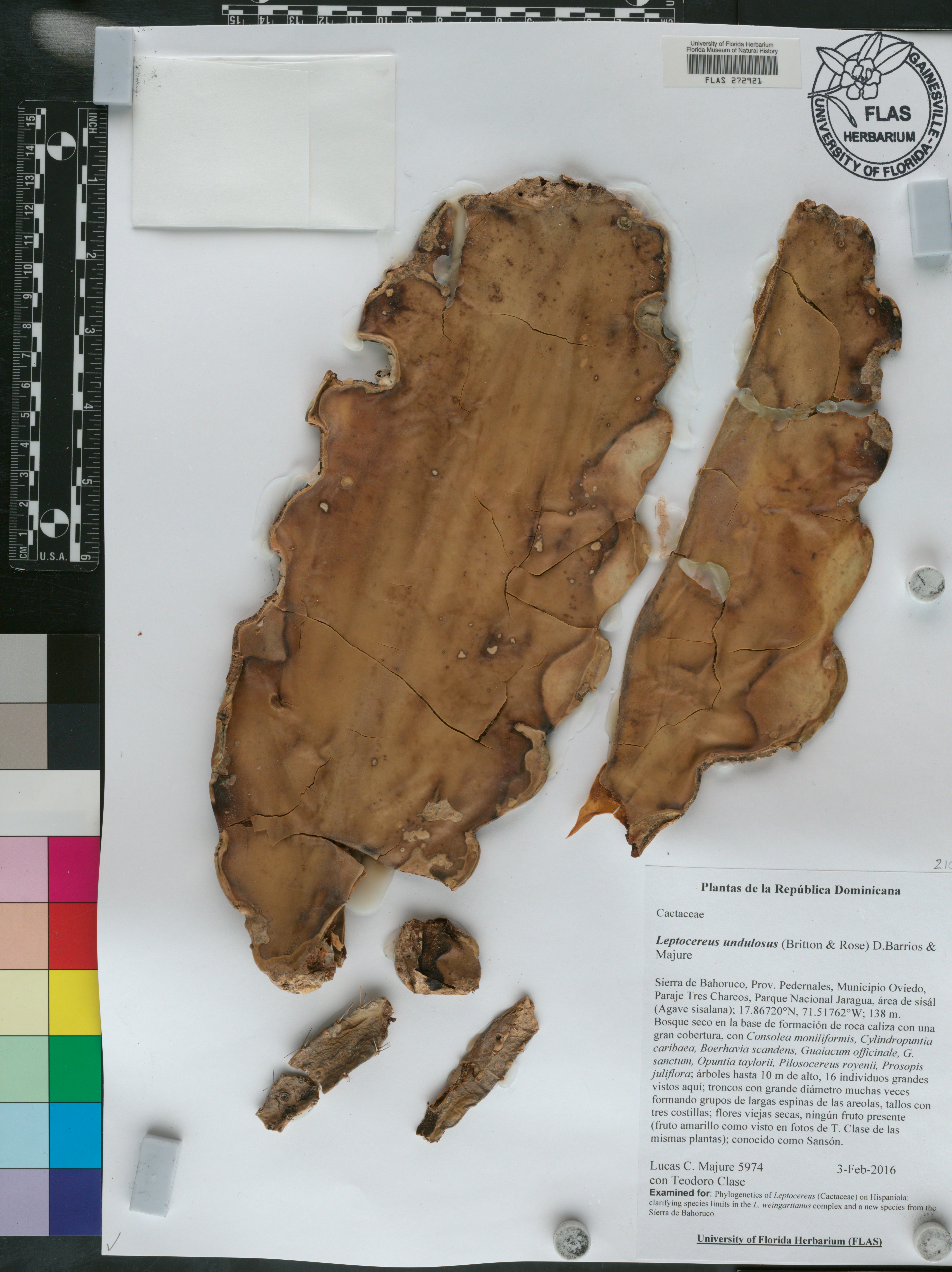 Leptocereus undulosus image