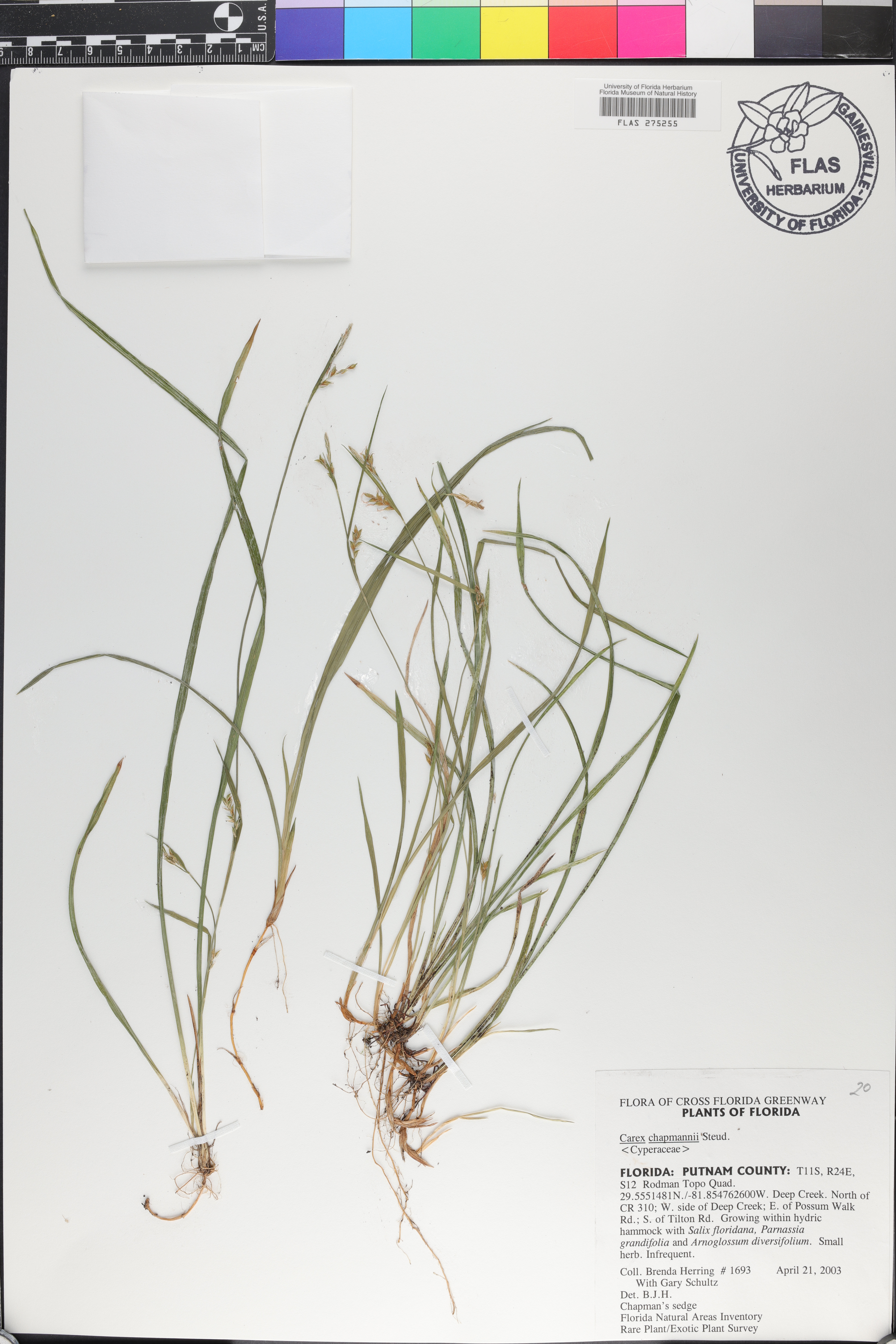 Carex chapmanii image