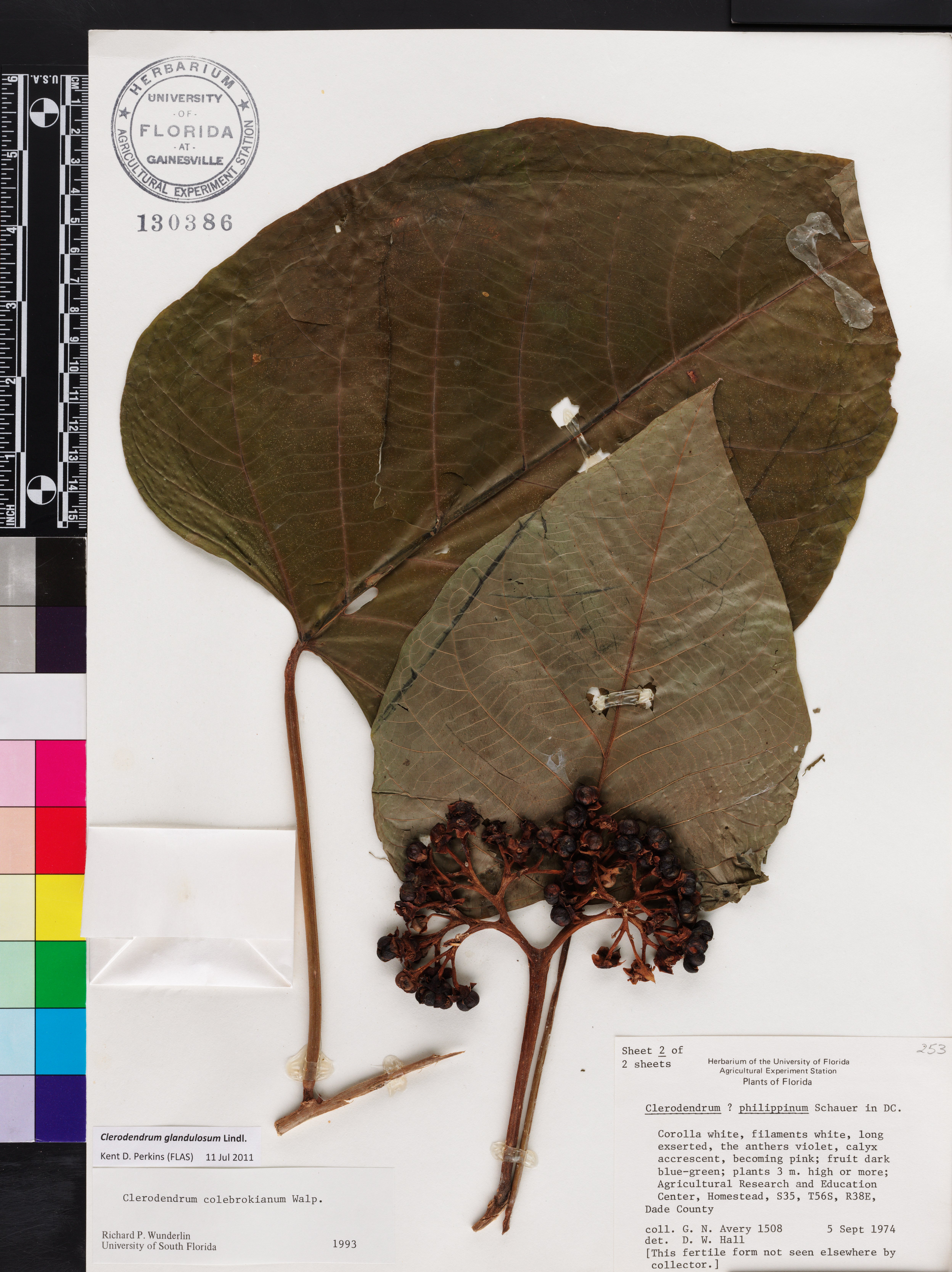 Clerodendrum glandulosum image