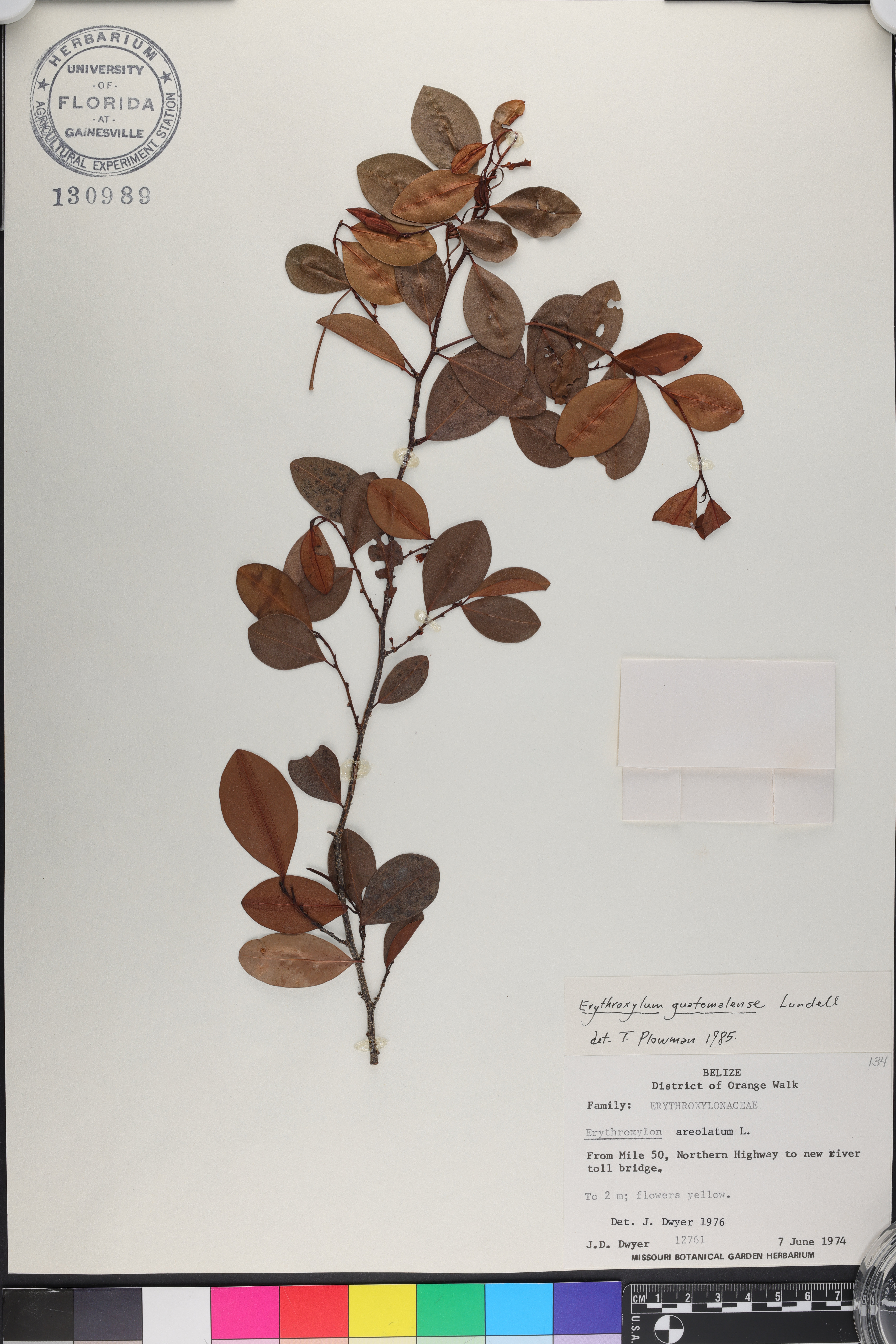 Erythroxylum guatemalense image