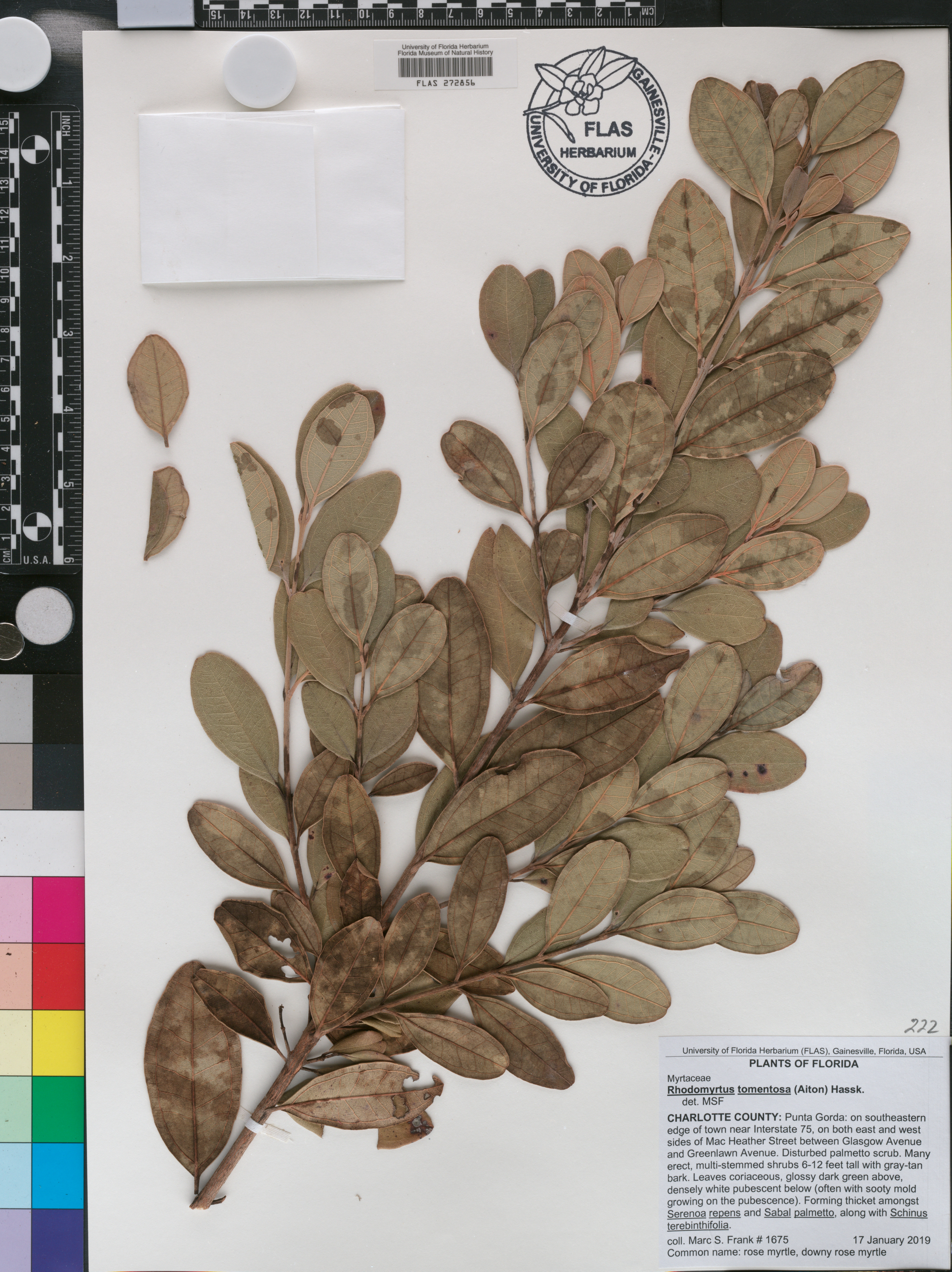 Rhodomyrtus tomentosa image