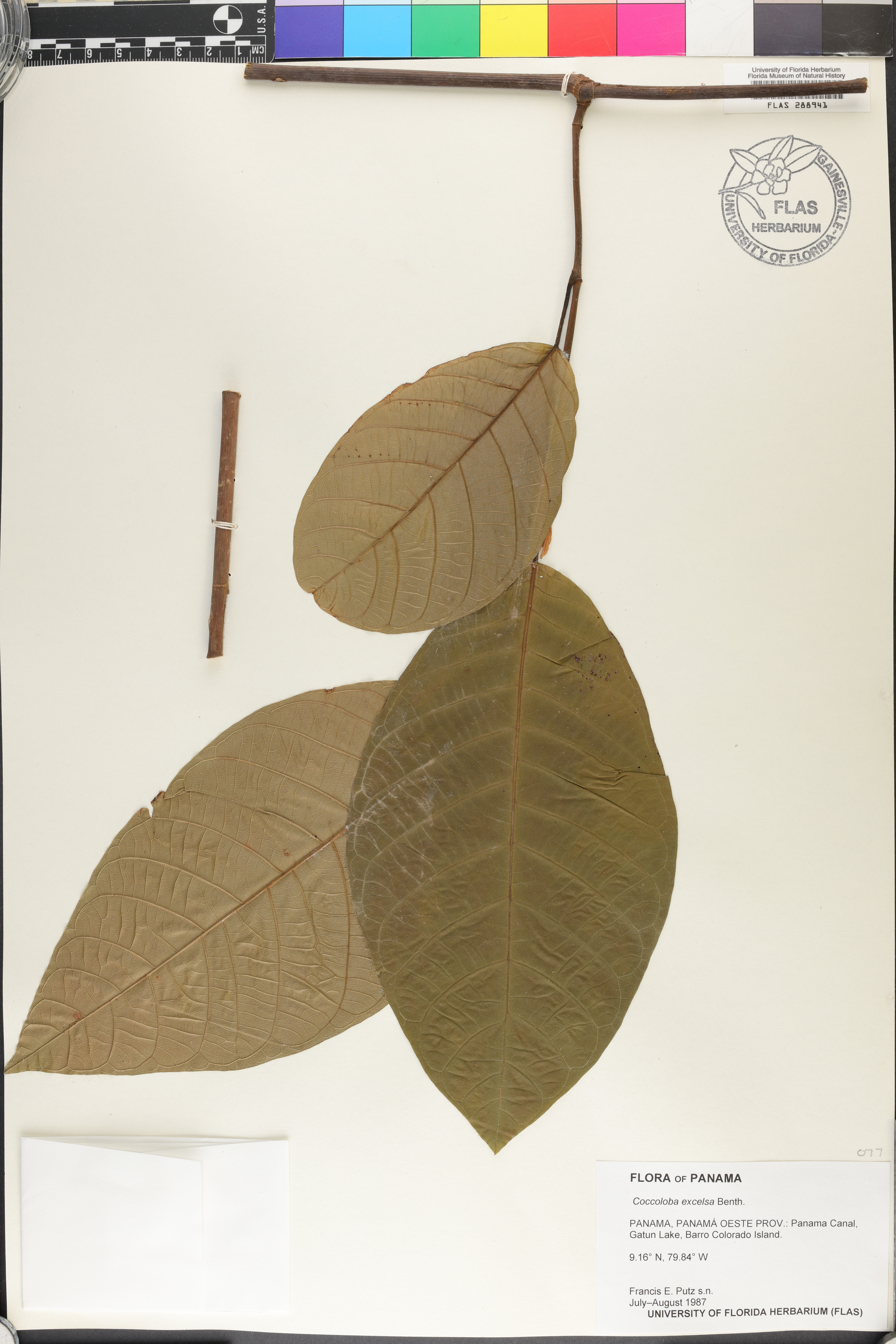 Coccoloba excelsa image