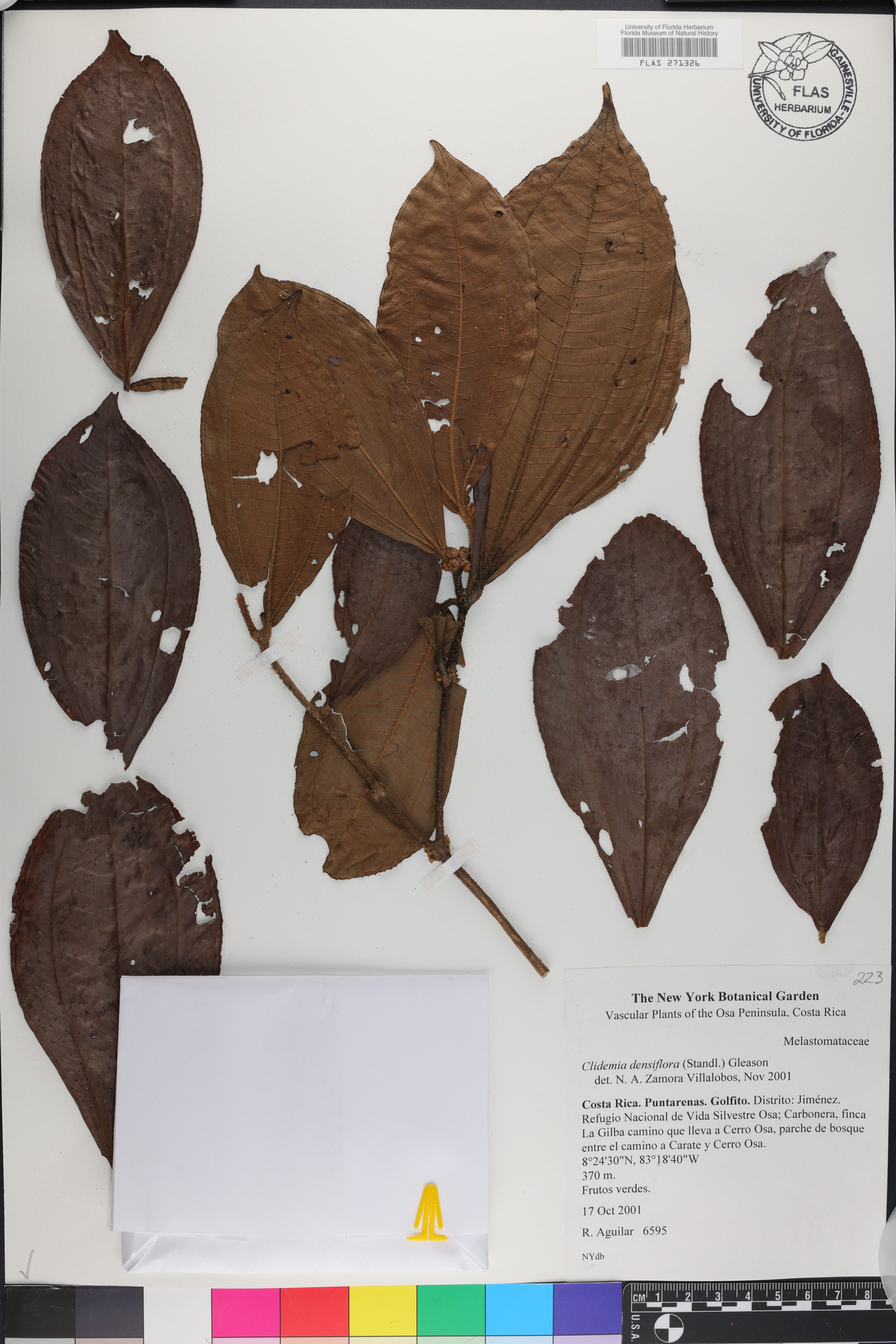Clidemia densiflora image
