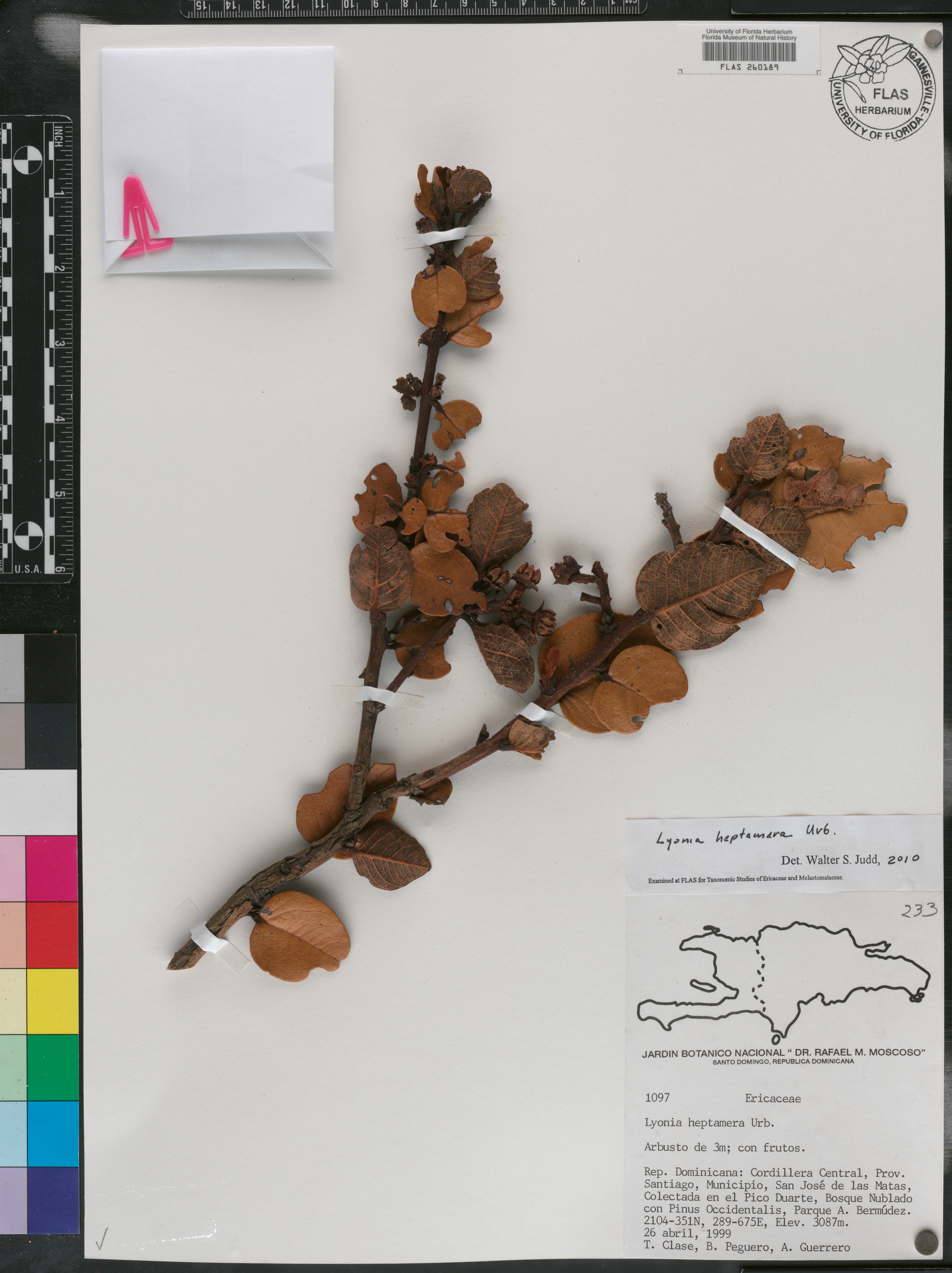 Lyonia heptamera image