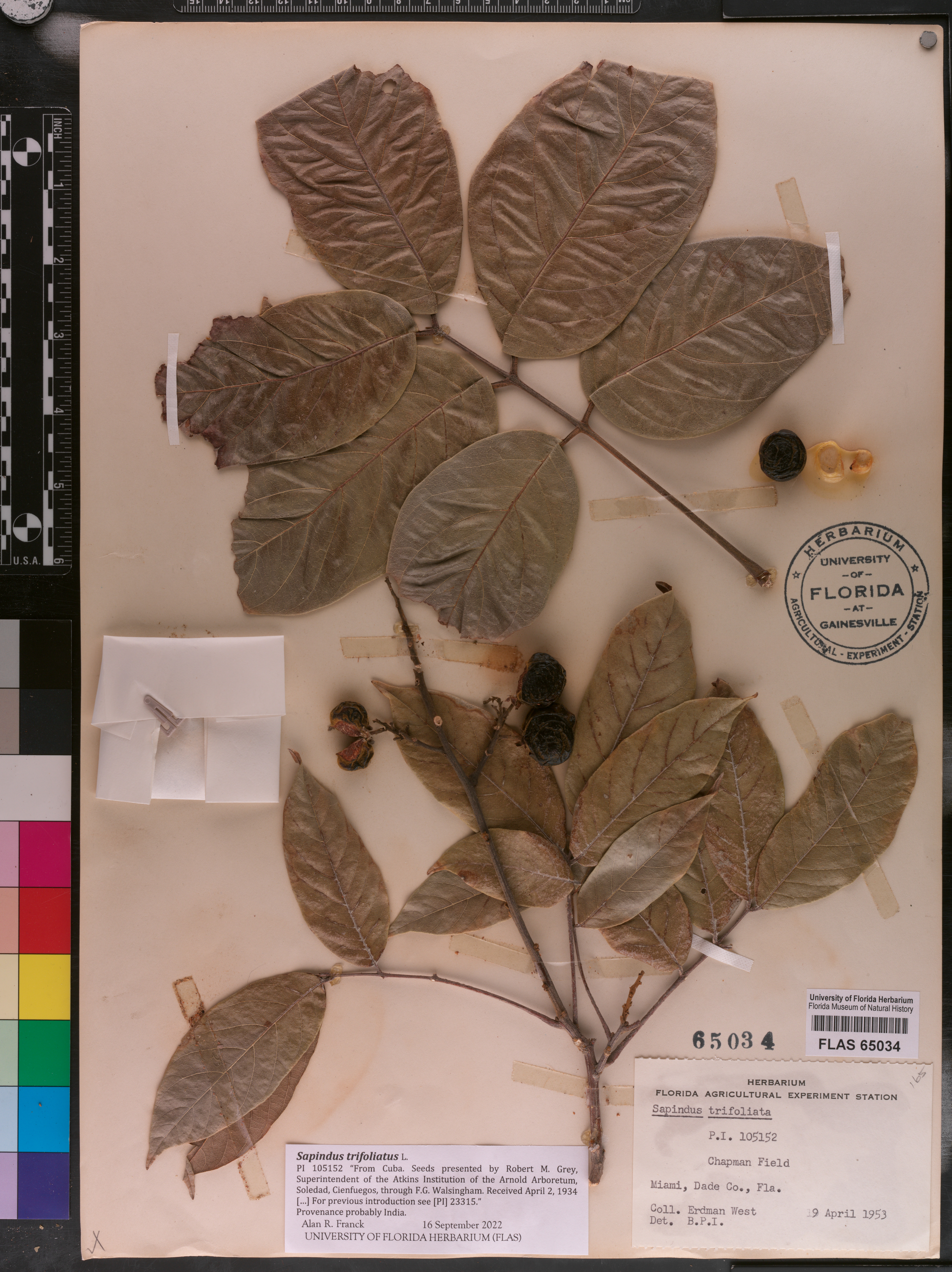 Sapindus trifoliatus image