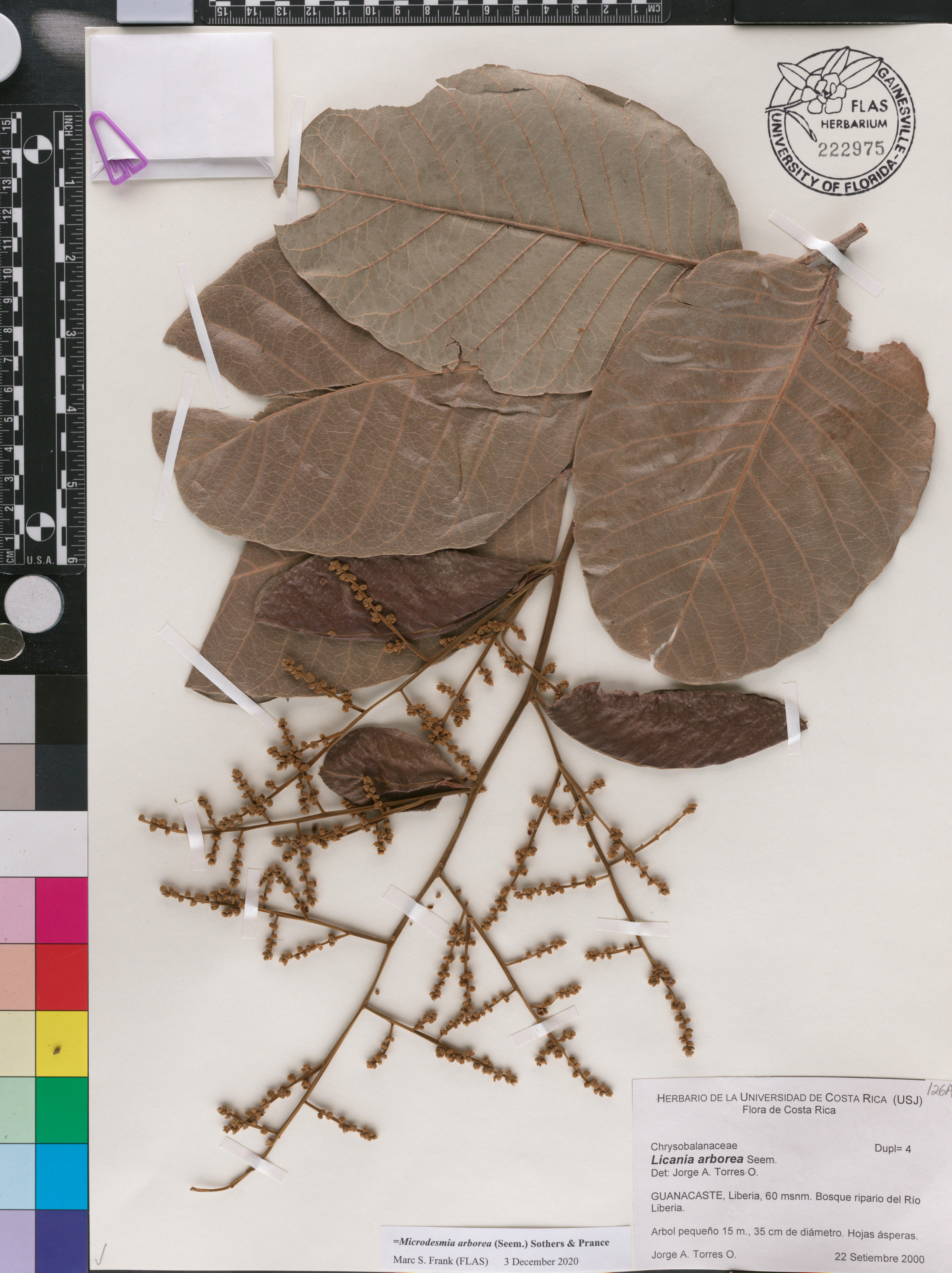 Microdesmia arborea image
