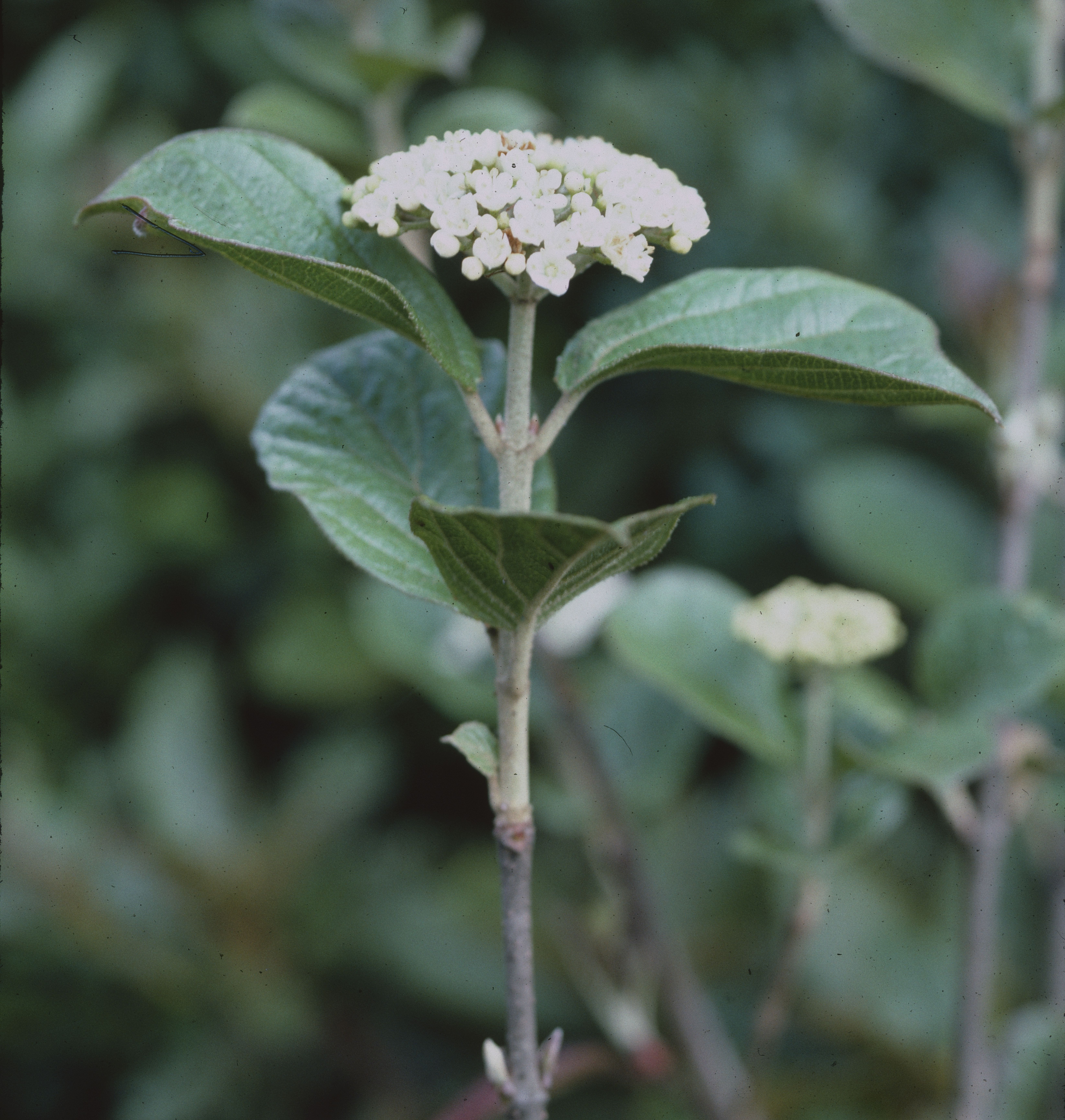 Viburnum villosum var. subdentatum image