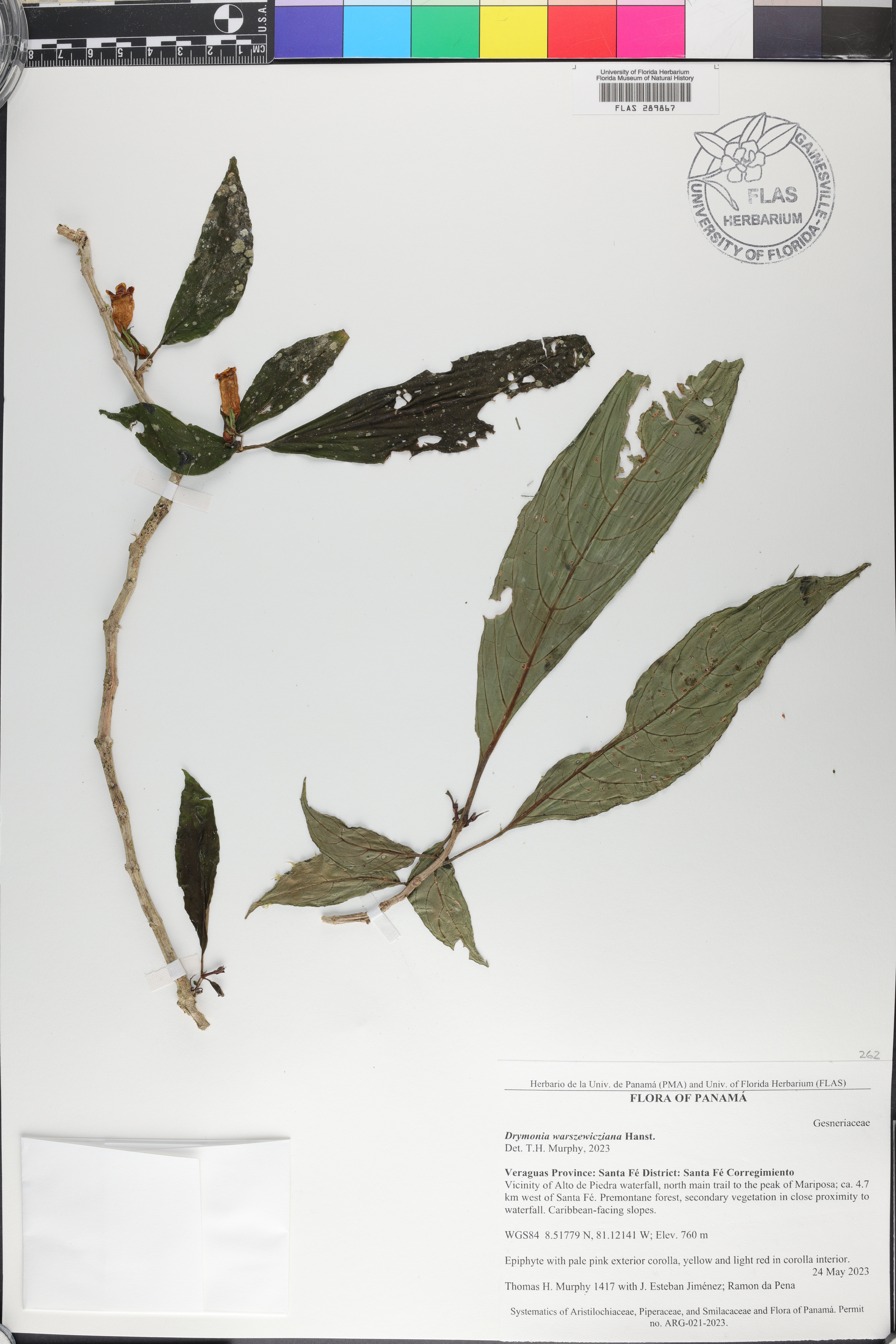 Drymonia warszewicziana image