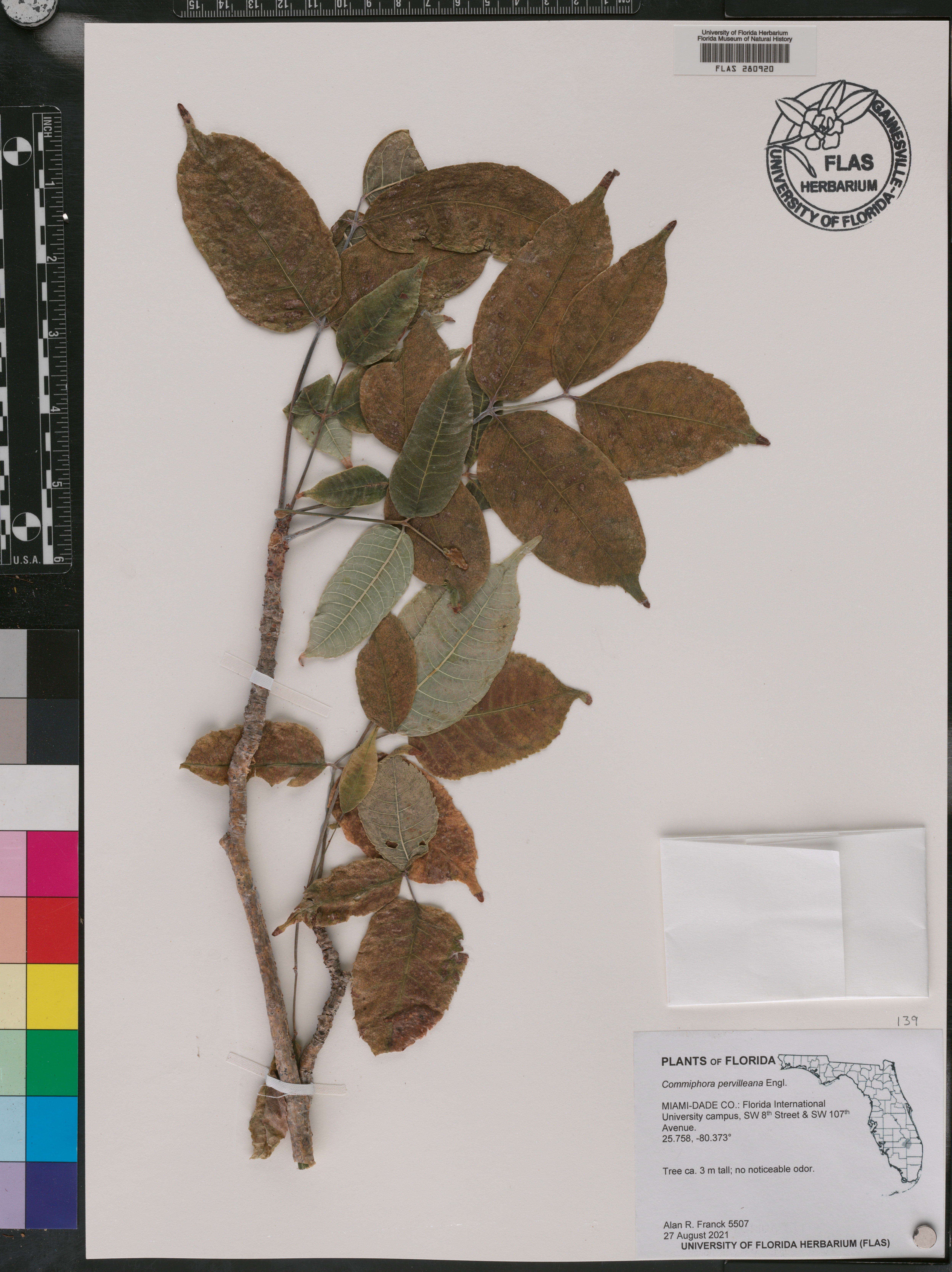 Commiphora pervilleana image