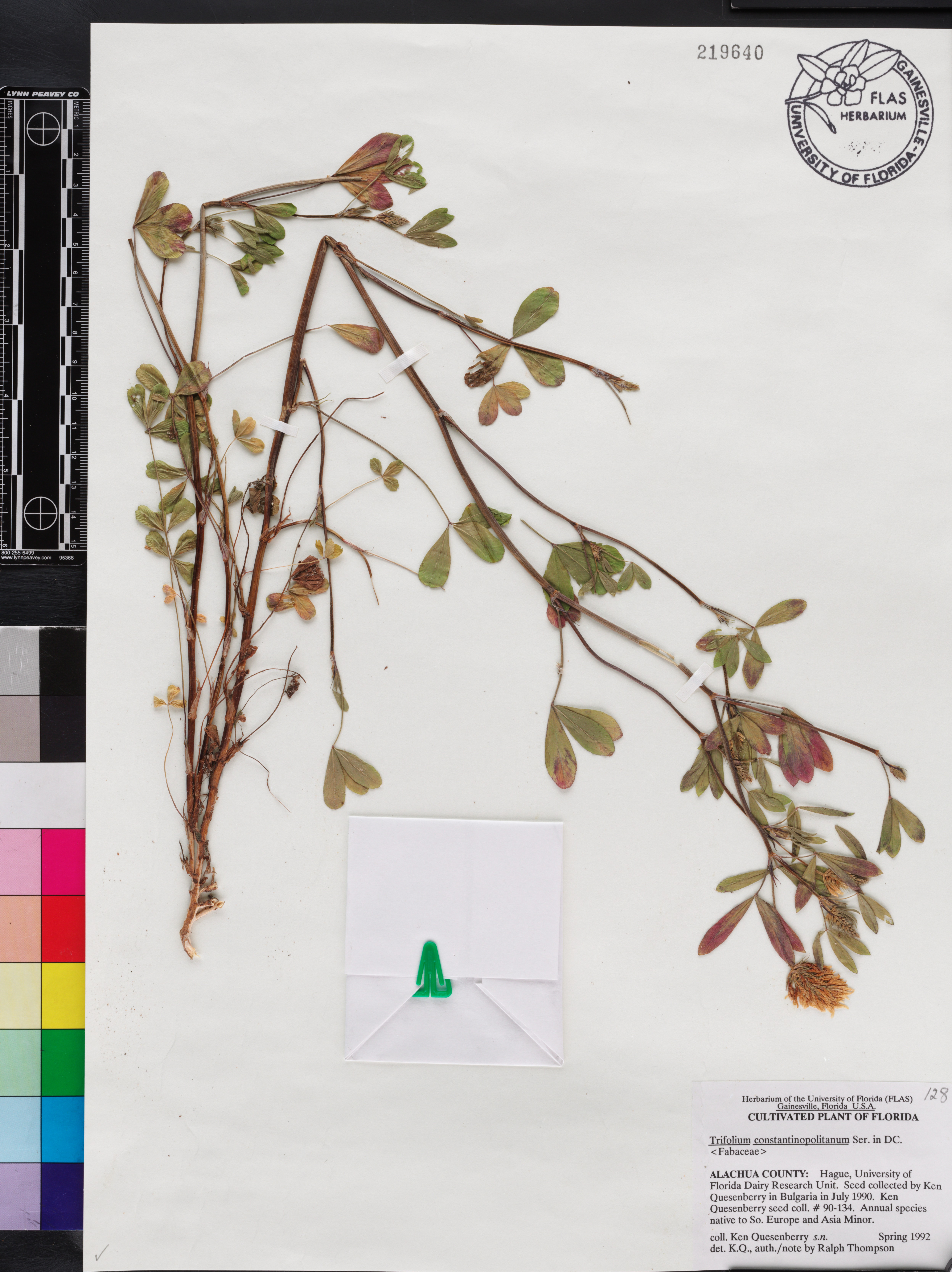 Trifolium constantinopolitanum image