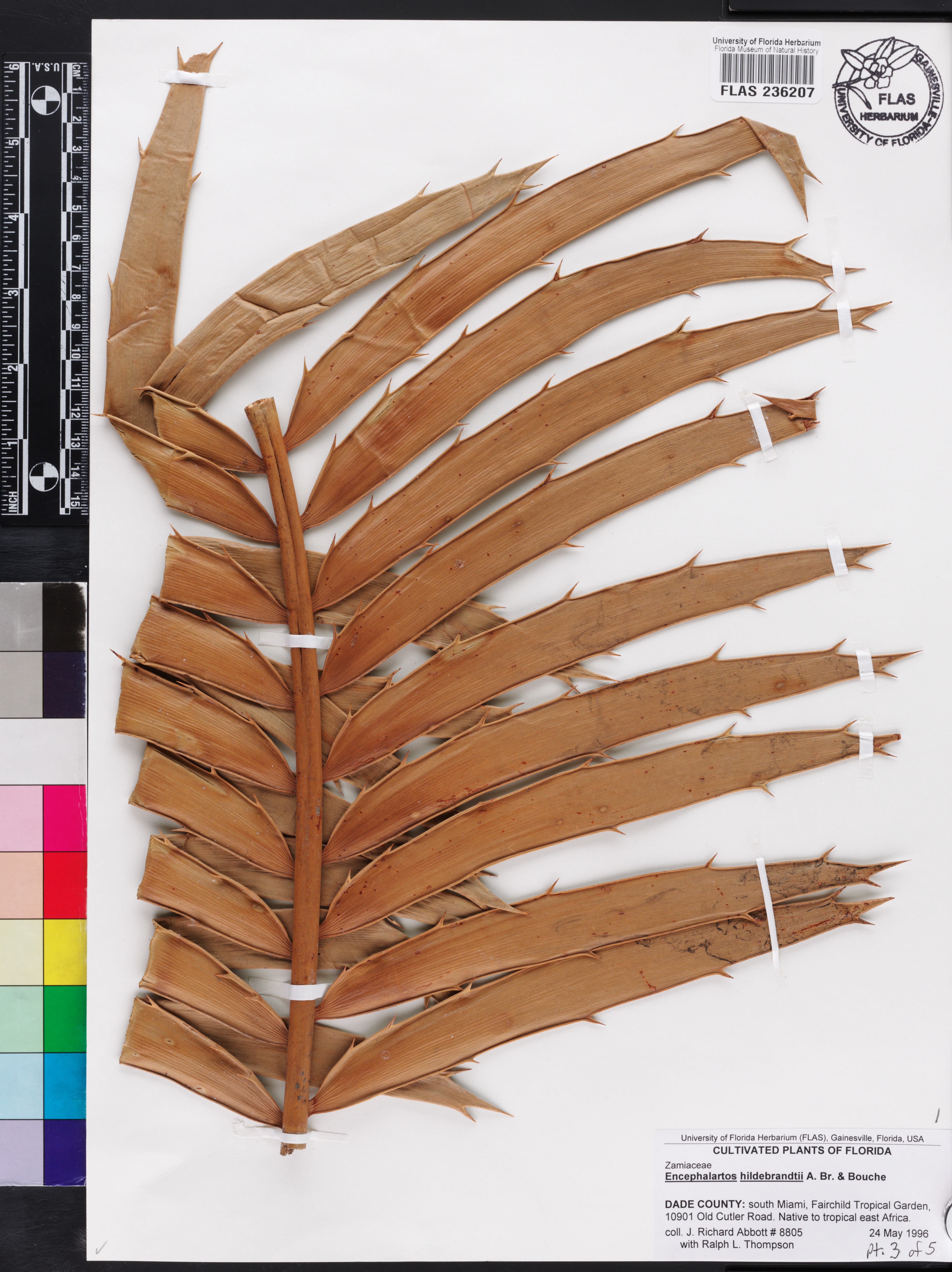 Encephalartos hildebrandtii image