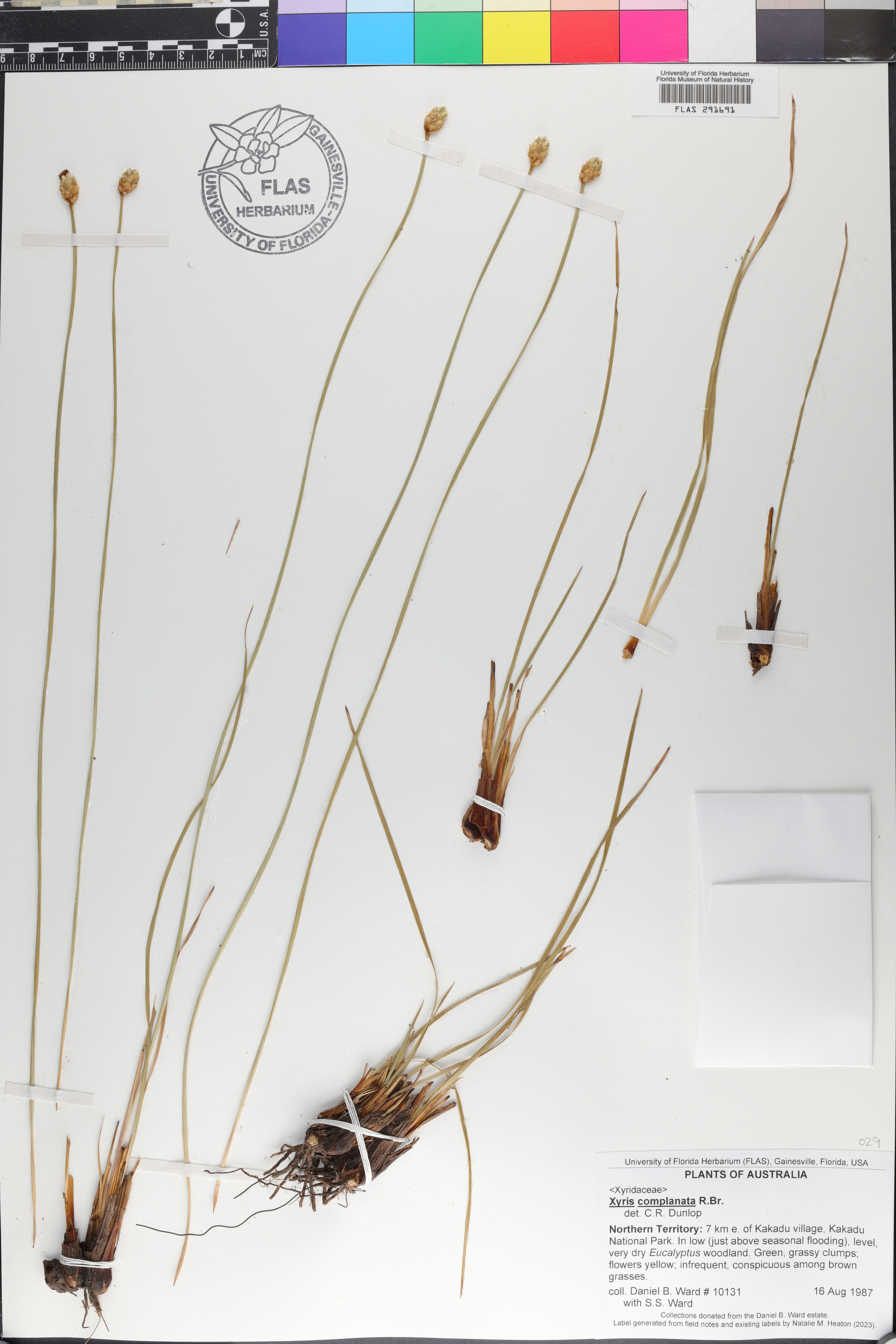 Xyris complanata image