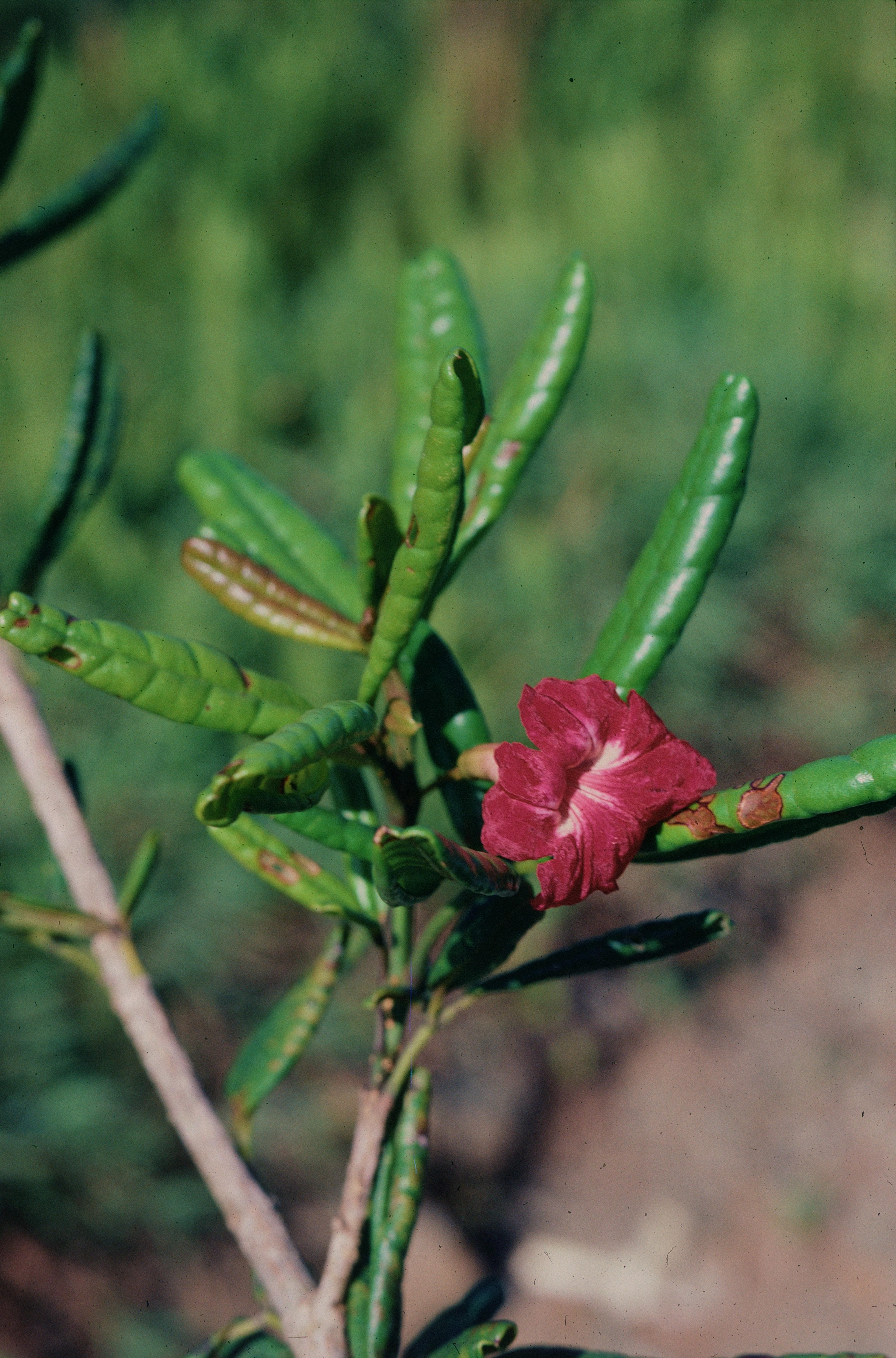 Tabebuia revoluta image