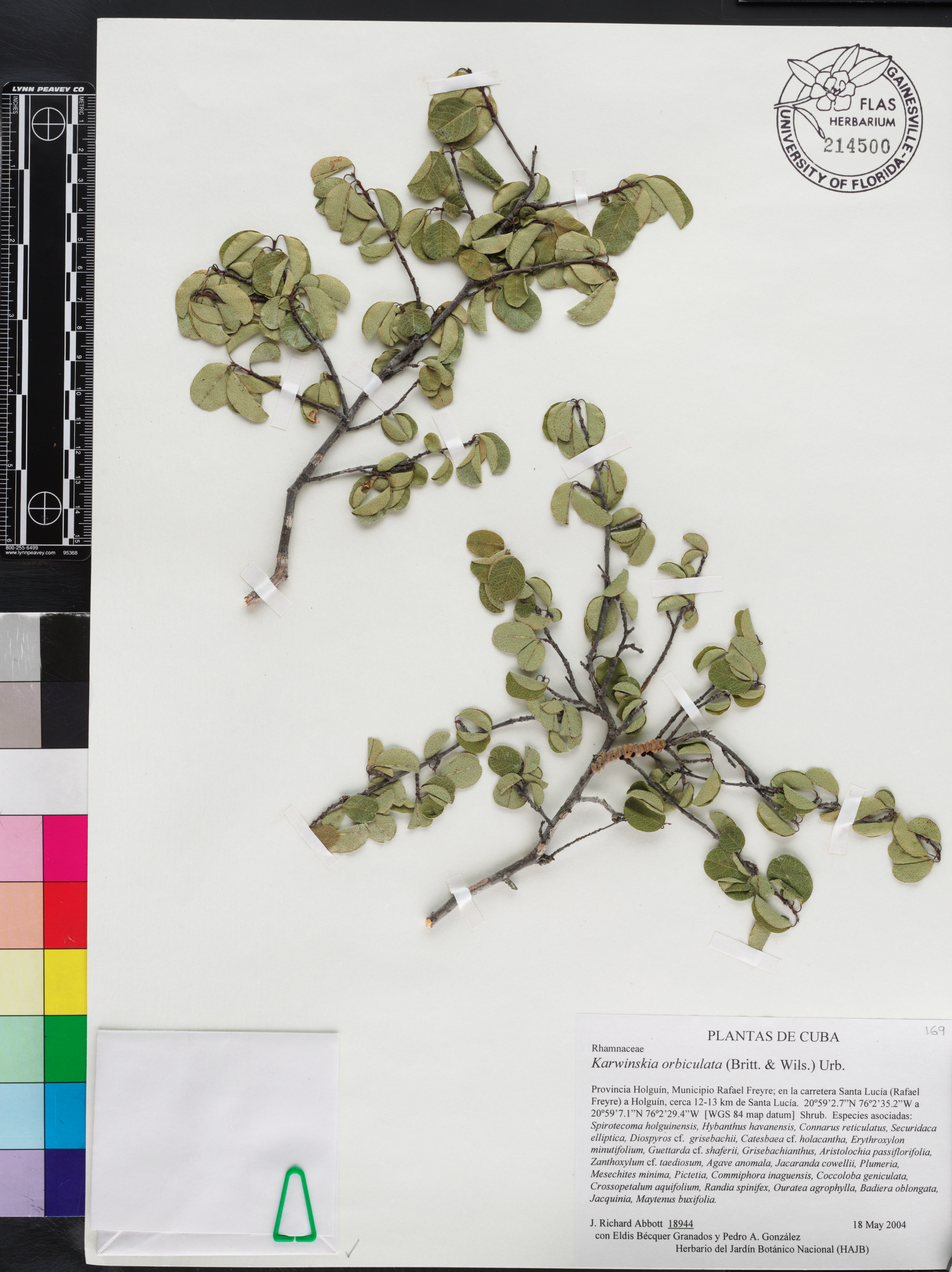 Karwinskia orbiculata image