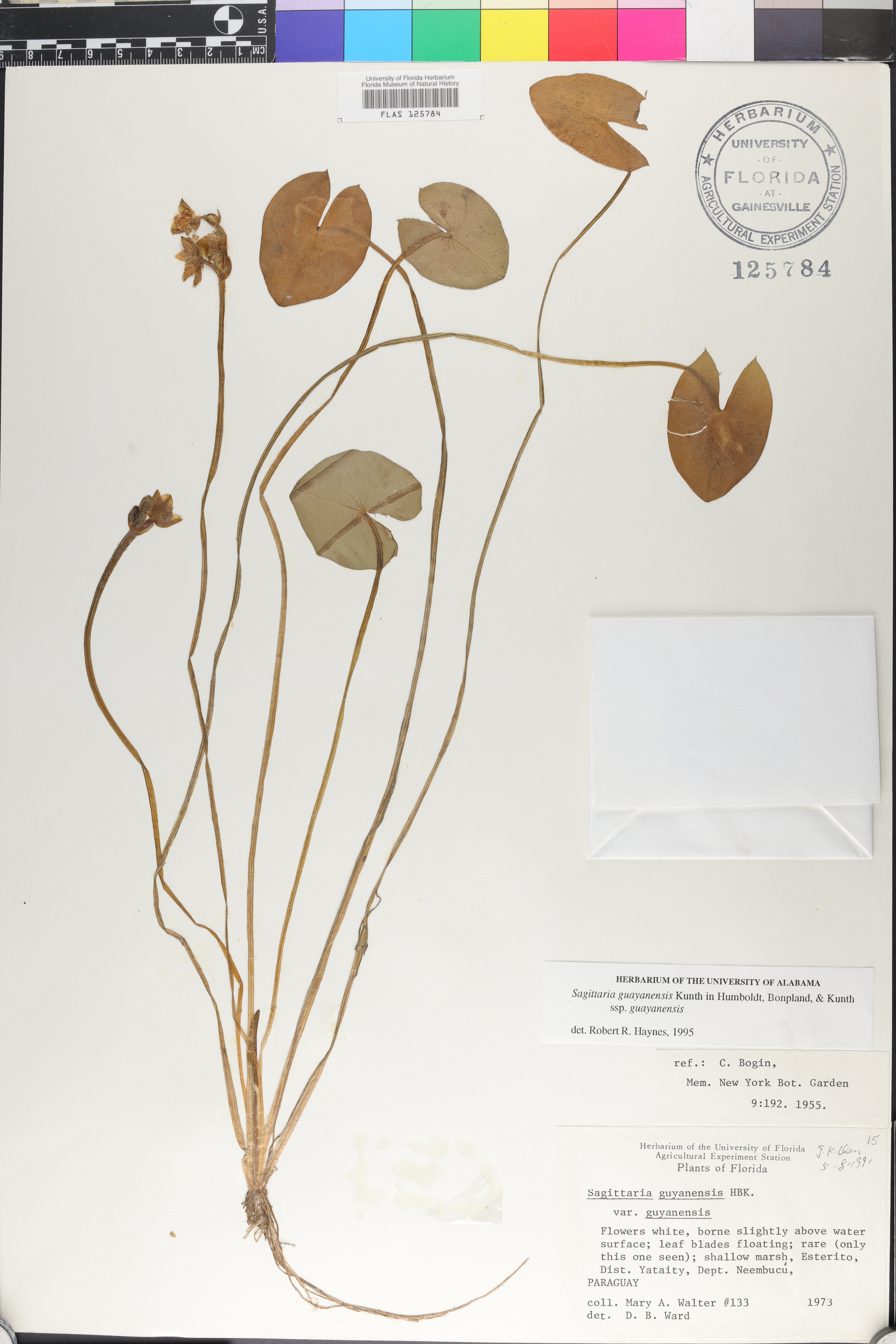 Sagittaria guayanensis image