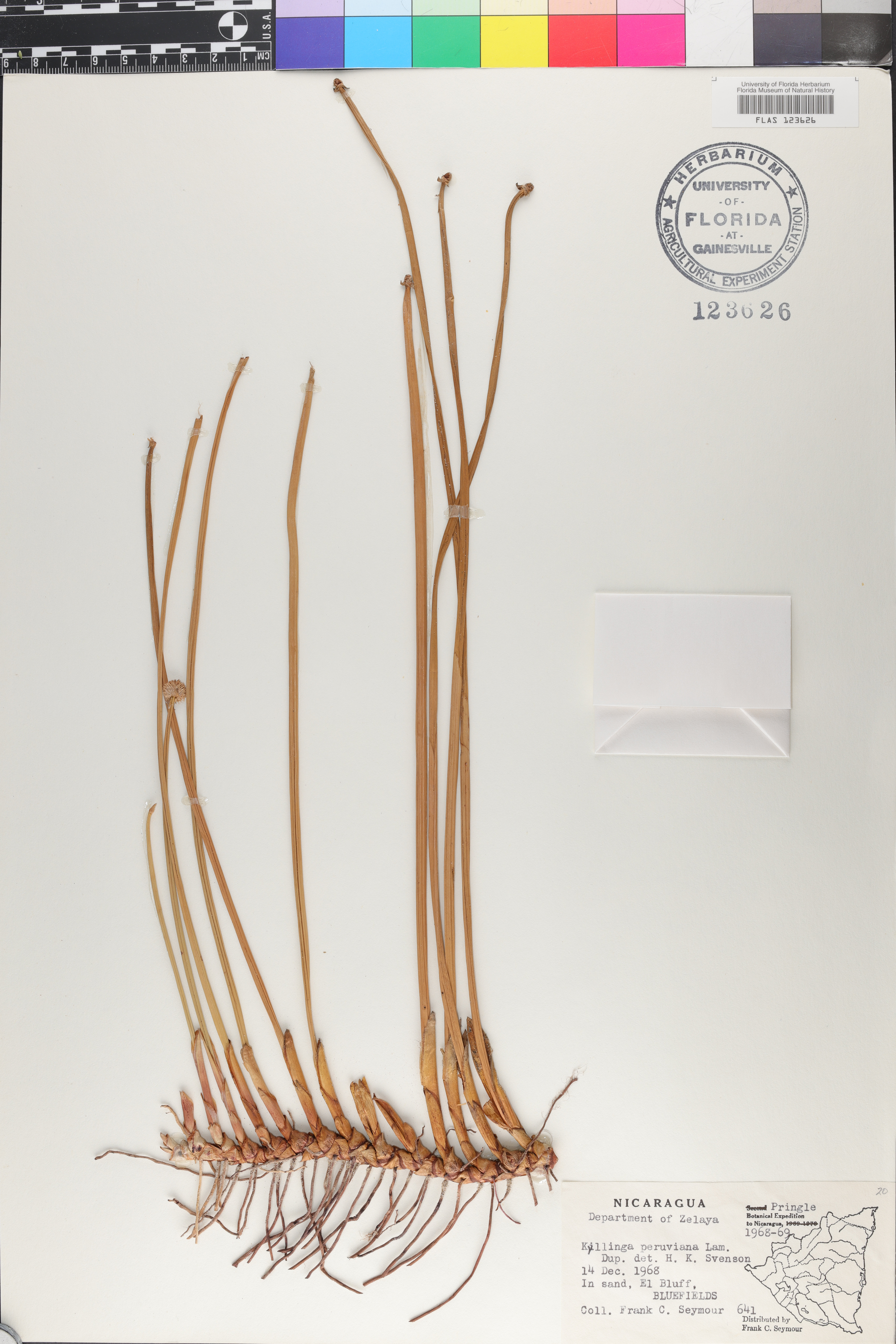 Kyllinga peruviana image