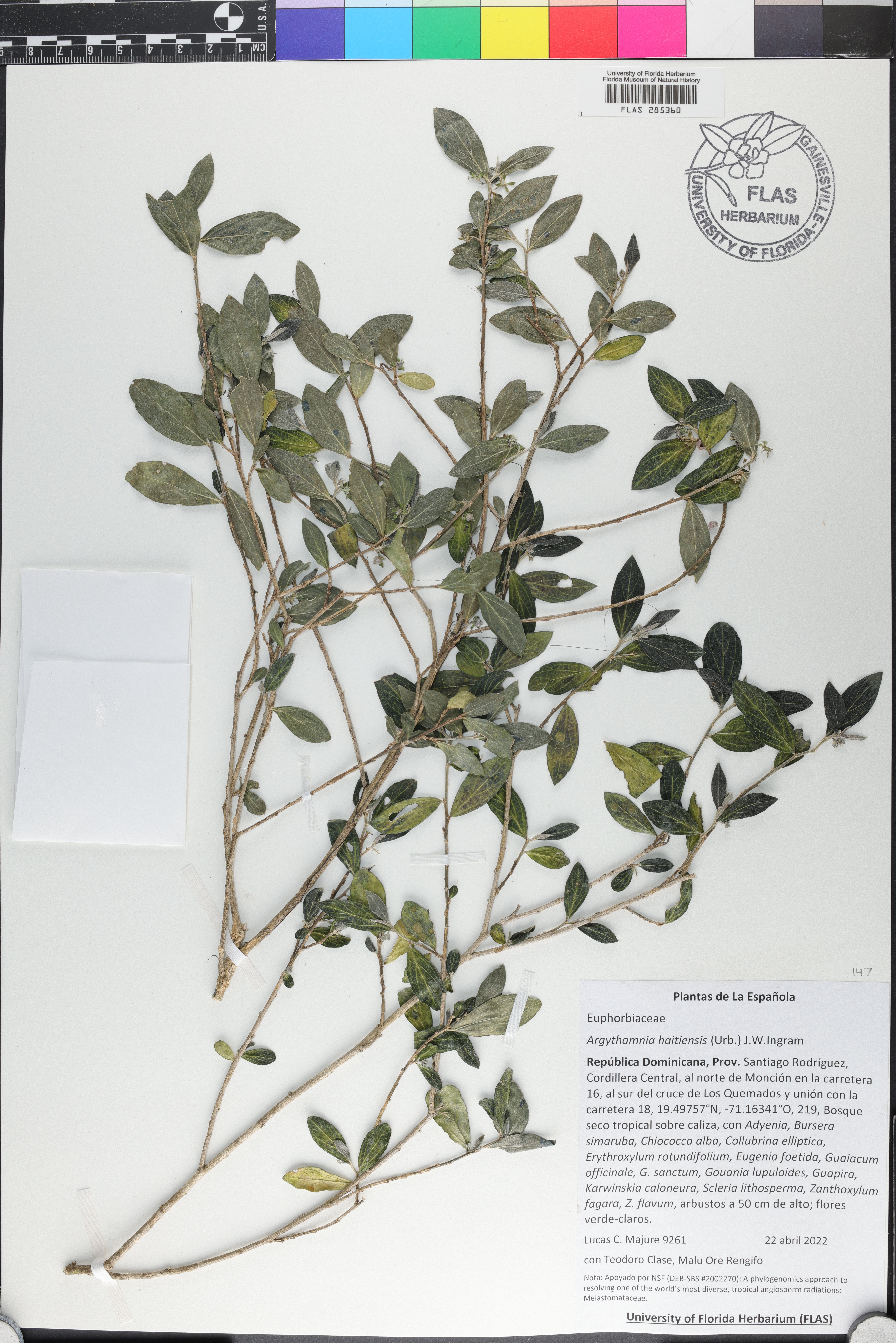 Ditaxis haitiensis image