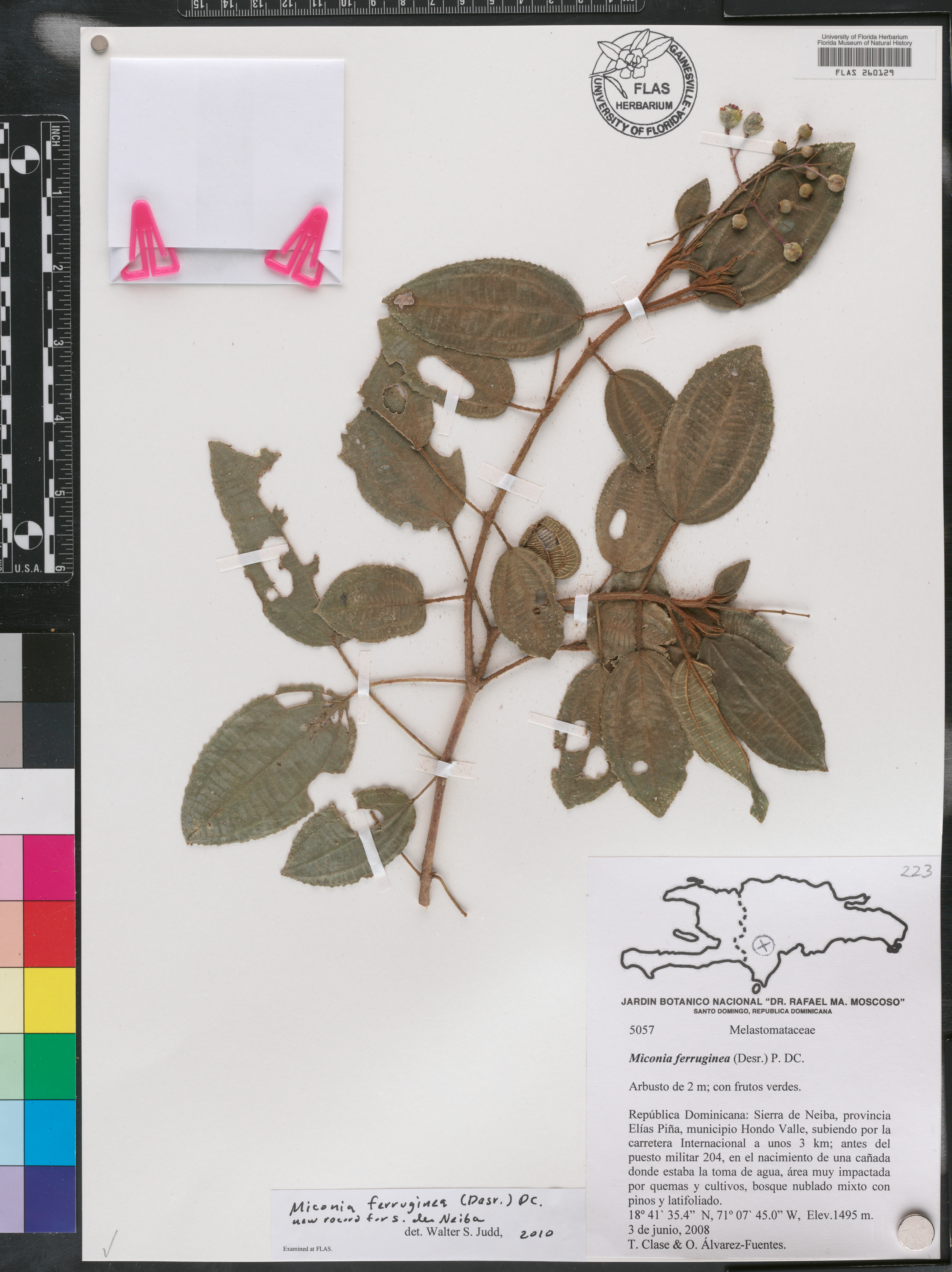 Miconia ferruginea image